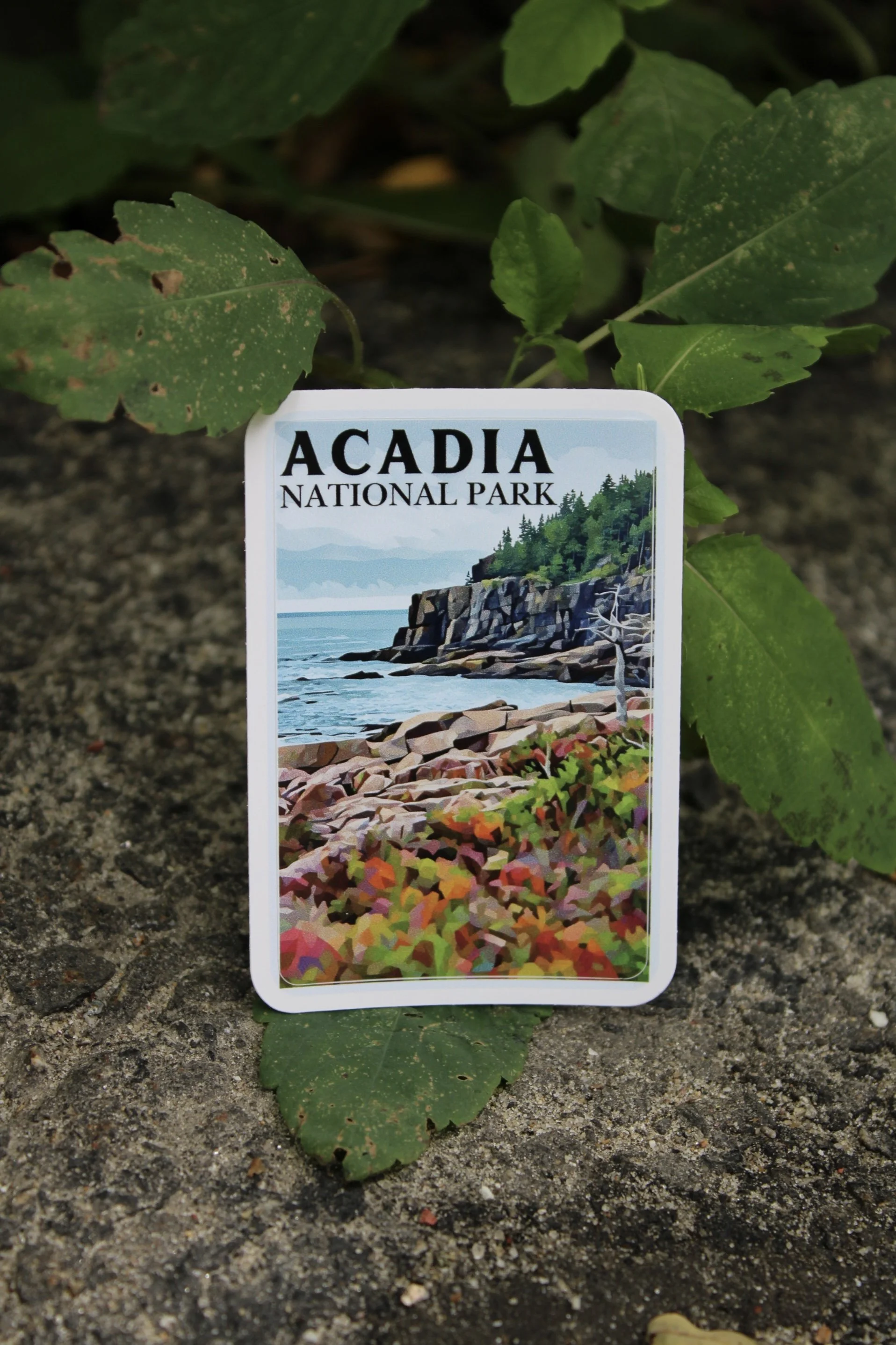 A plant tag labeled 'Acadia National Park' attached to a small plant with green leaves, situated in soil.