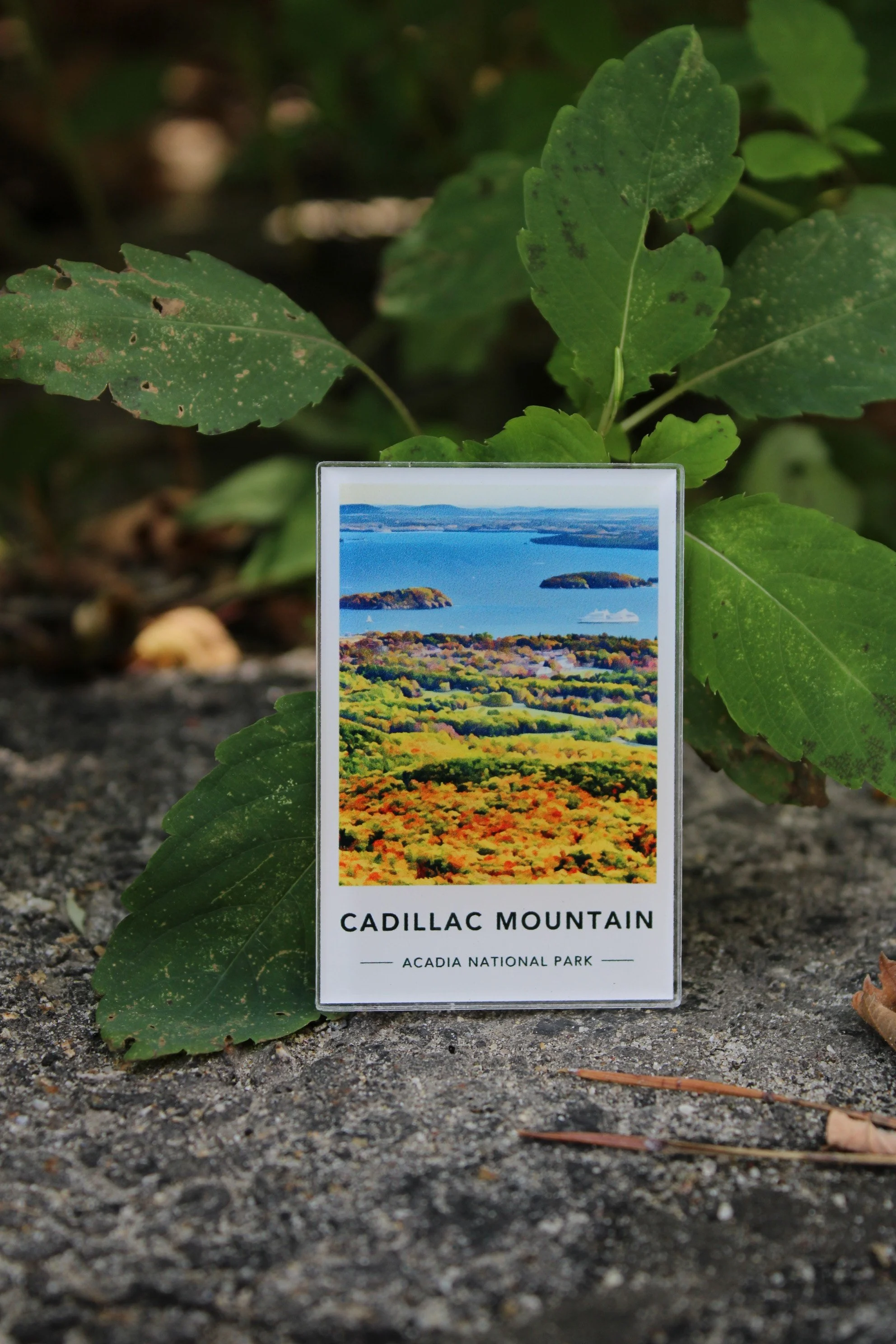Acrylic Magnets