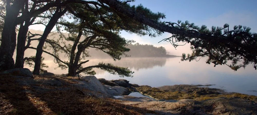 Fog rising on Westport's Island's Bonyun Preserve