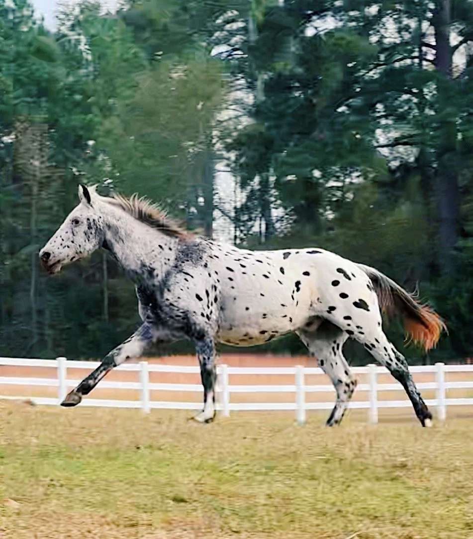 91A07CEC-3F02-4595-983E-375048C264BE 2.JPG