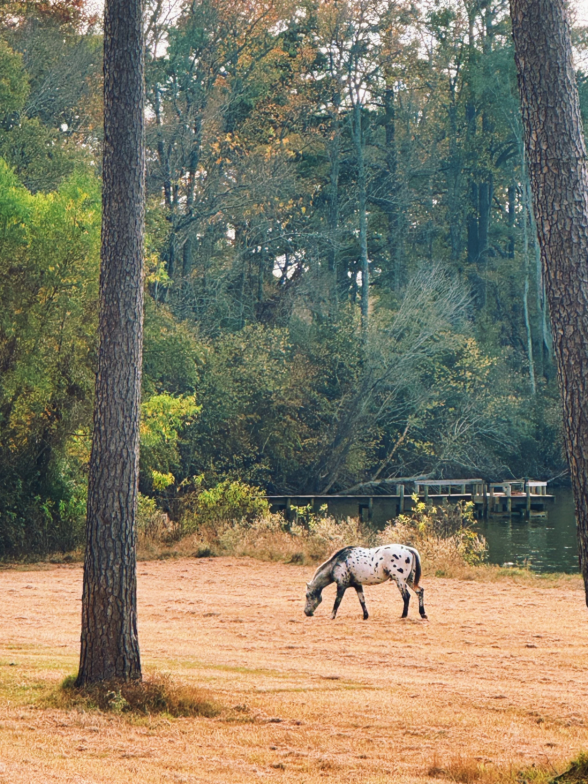 1AB1E66C-4F6C-4D52-A012-23CB579D419F 2.JPG