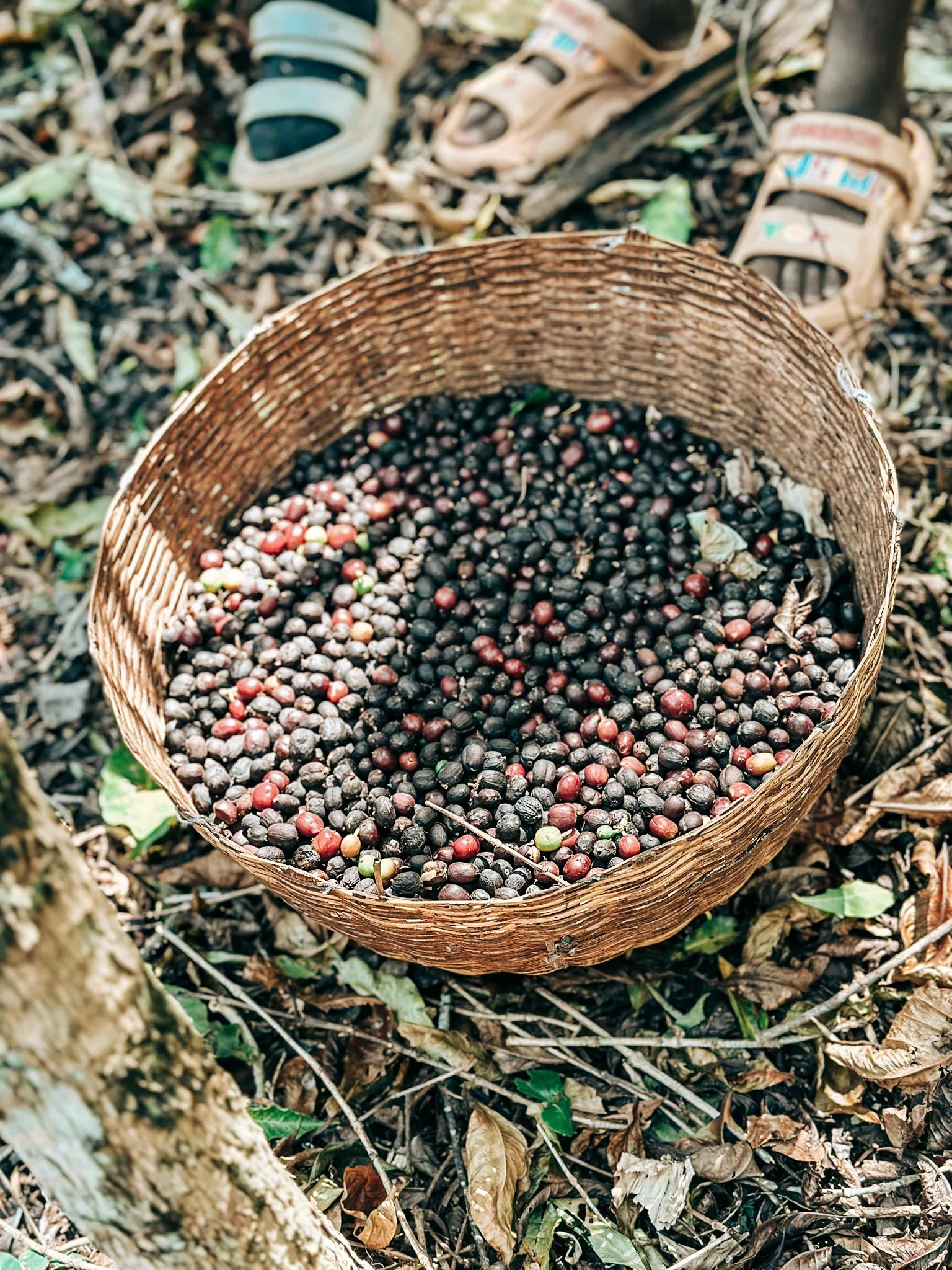 Aragash Gelcha, Gedeb 100g