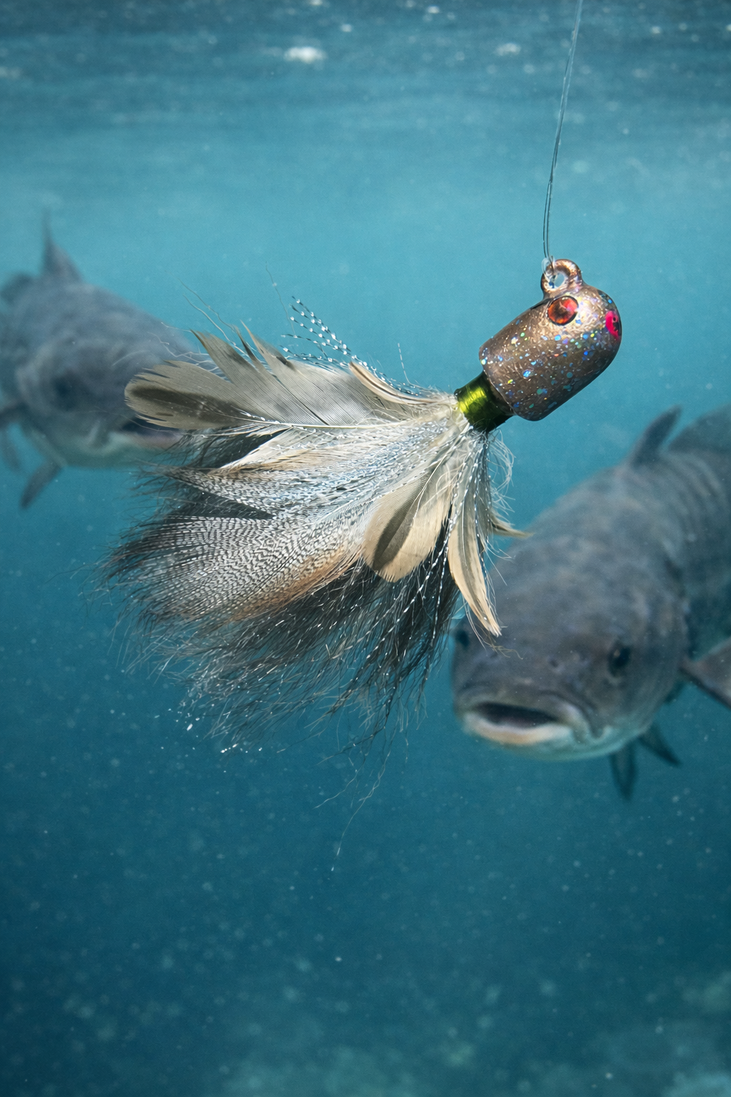 2.5 OZ. COBIA JIG 104