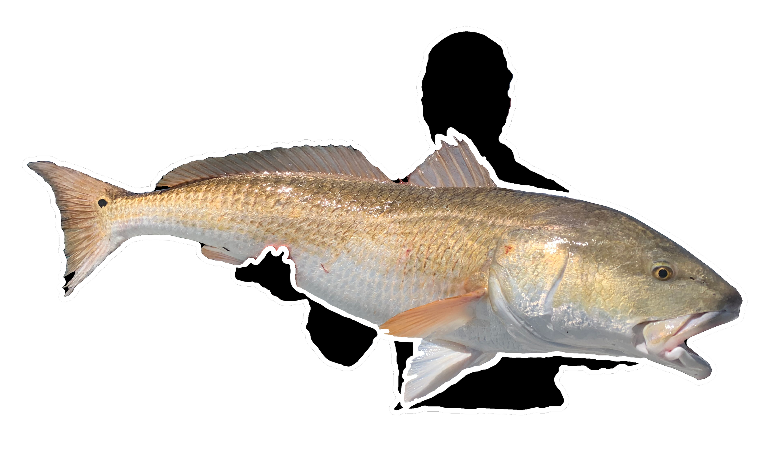 Virginia Beach Red Drum