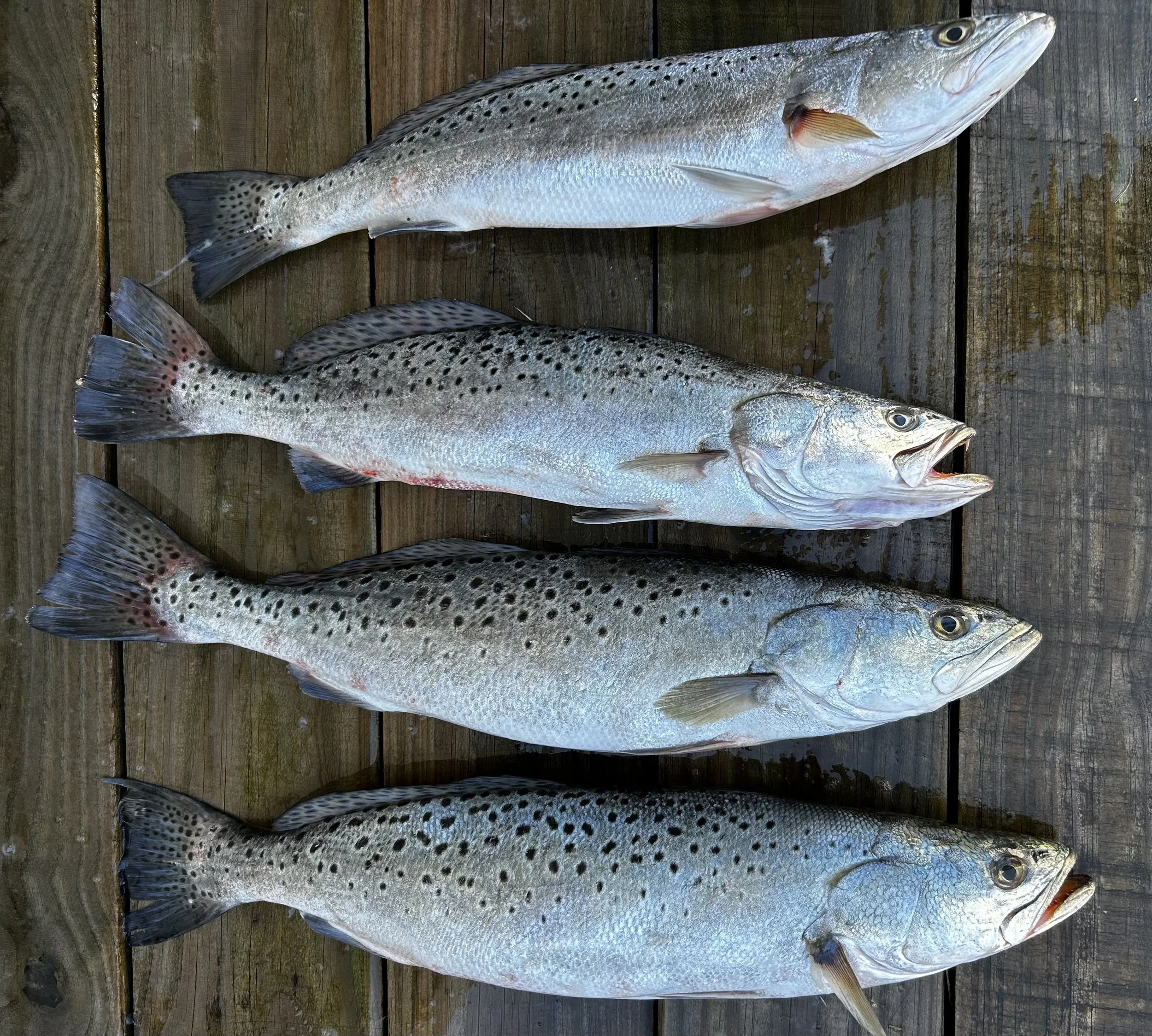 Speckled Trout