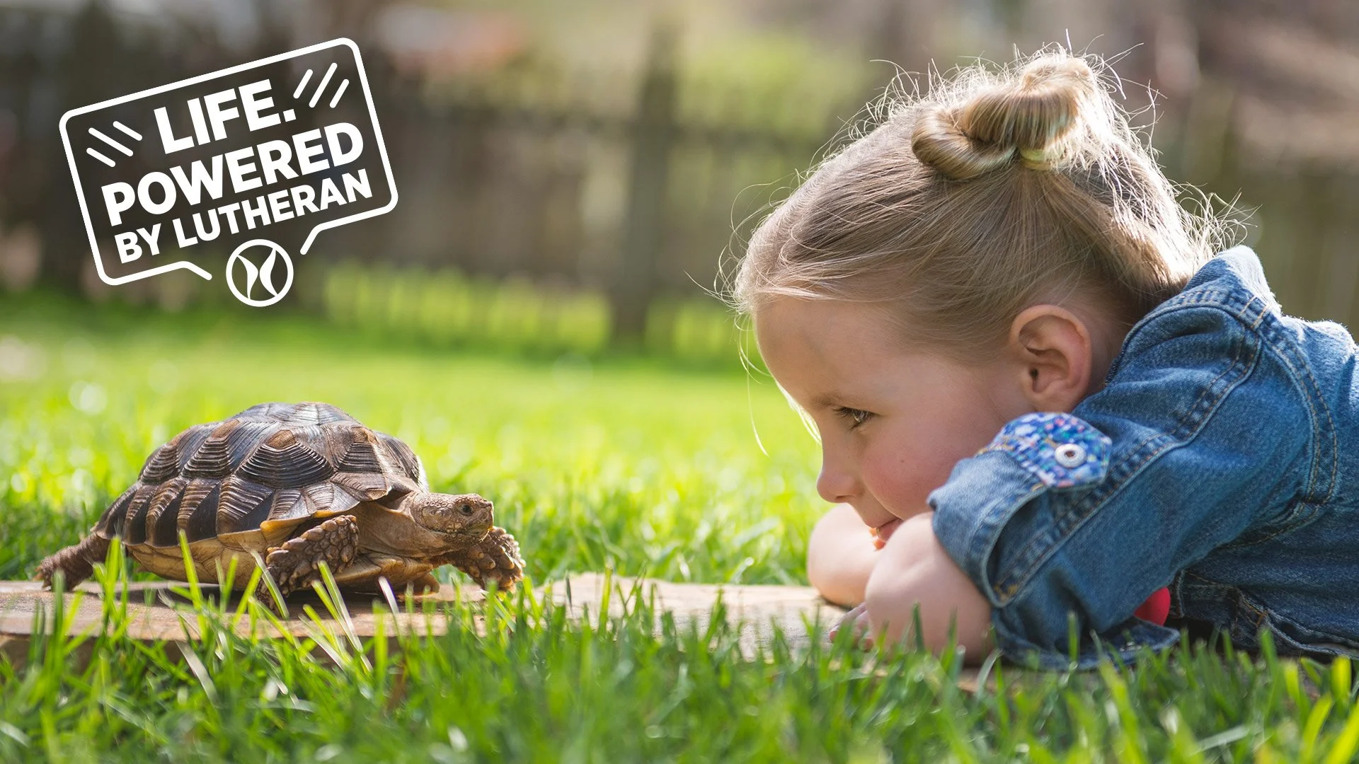 LHN-project-Lifestyle-Turtle.jpg