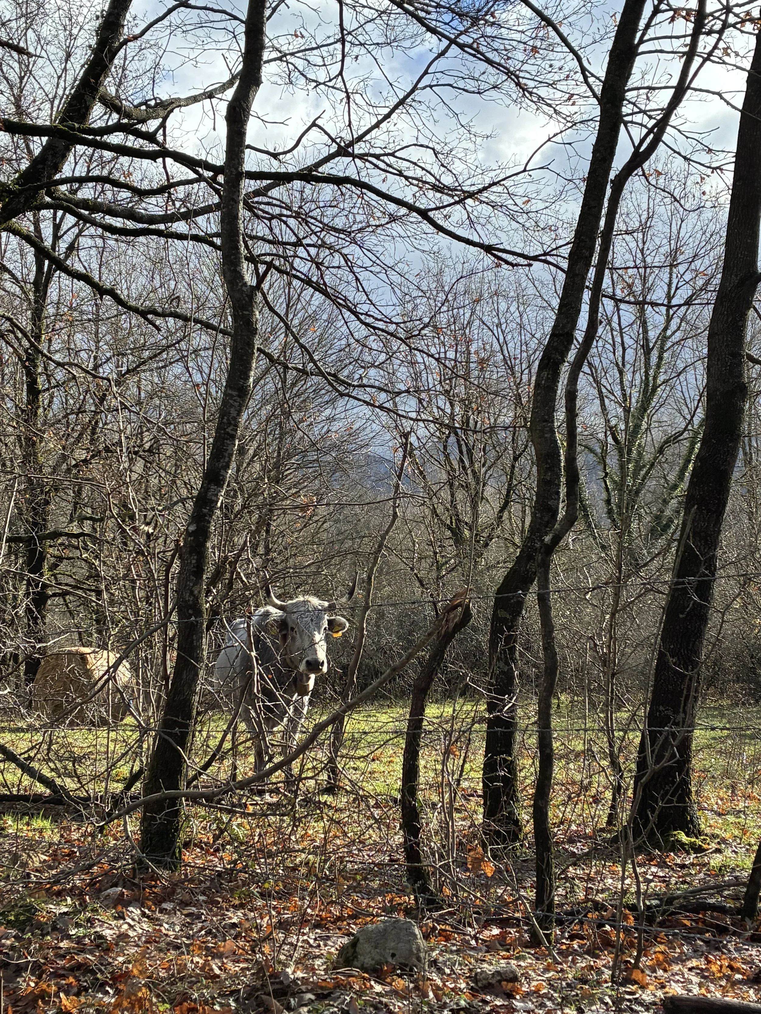 The cows of Montella (or, why rustic locations are great for Latin summer schools) 