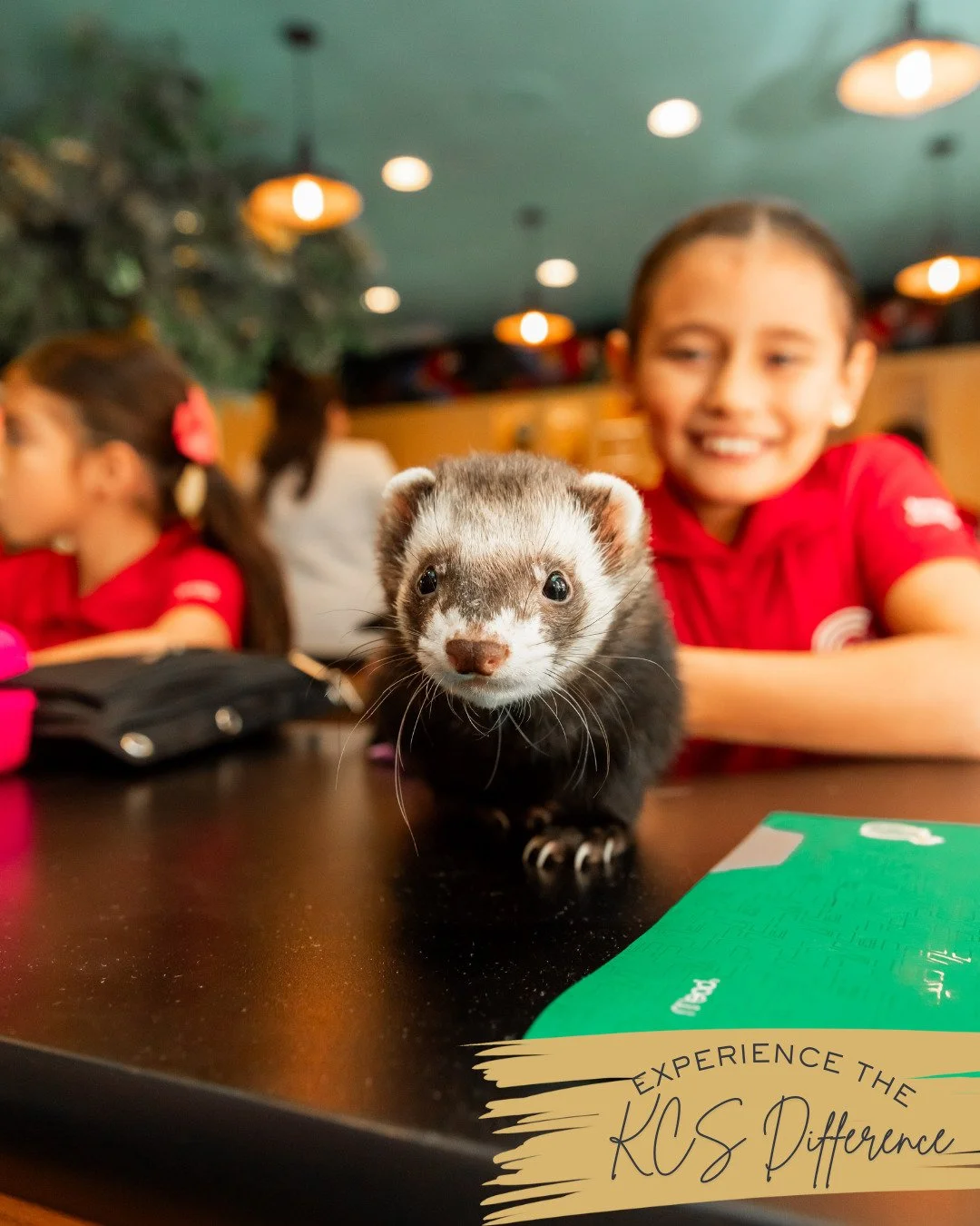 📚🔬 EXPERIENCE THE KCS DIFFERENCE: Interactive Learning at Its Cutest! 🔬📚

Meet Bandit, one of the two resident ferrets at KCS! 🐾 As part of our hands-on science curriculum, Bandit helps students experience daily lessons in animal care, responsib