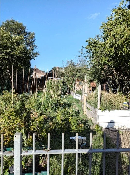 Council plans to close allotments in Teddington