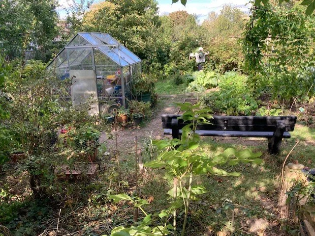Petition started to keep Teddington Allotments