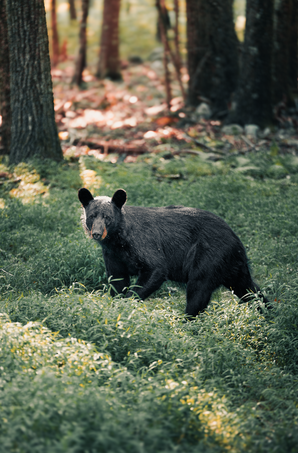 Screenshot 2026-03-03 at 3.49.26 PM.png