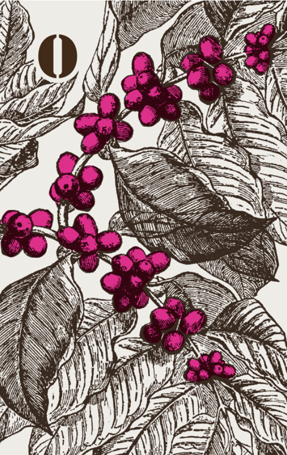 CAFE SOLO / Motif & illustration
