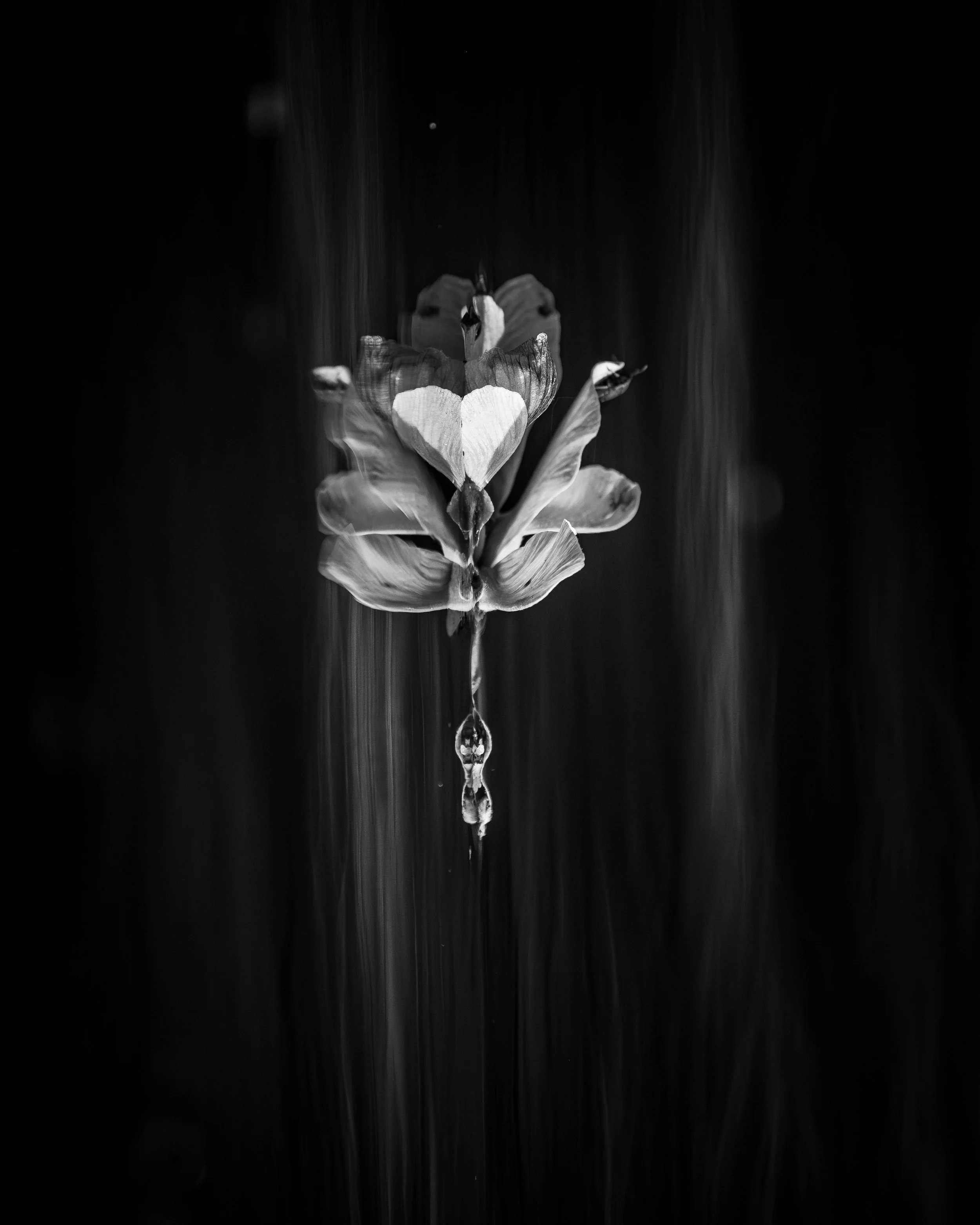 Aerialist
Limited Edition Fine Art Print
Collector sizes beginning at 24" × 36"
Starting at $750
Inquire for availability