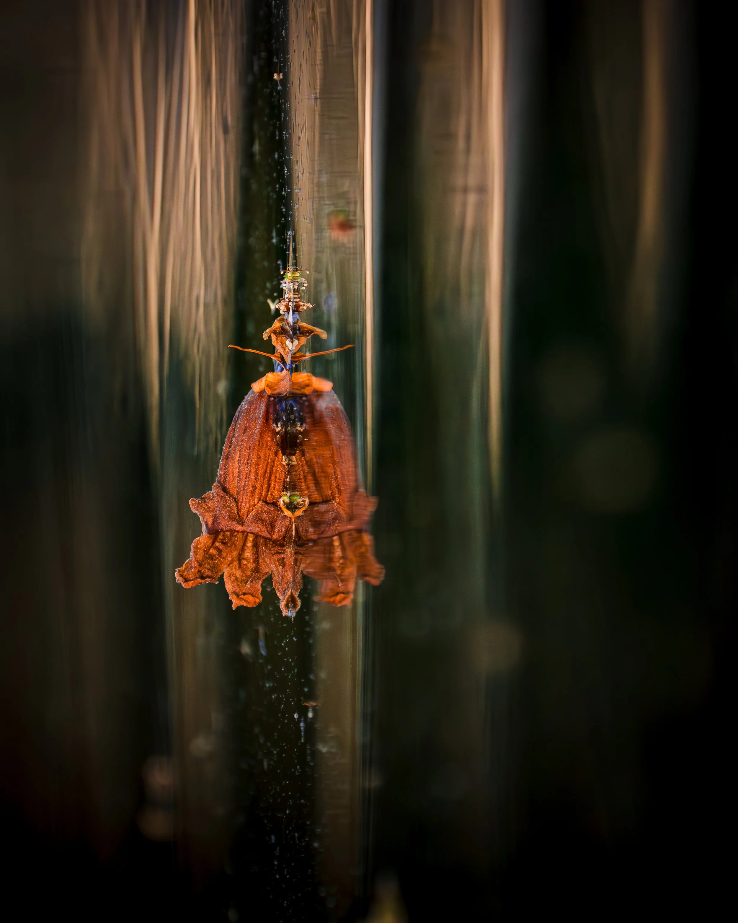 Spanish Dancer
Limited Edition Fine Art Print
Collector sizes beginning at 24" × 36"
Starting at $750
Inquire for availability