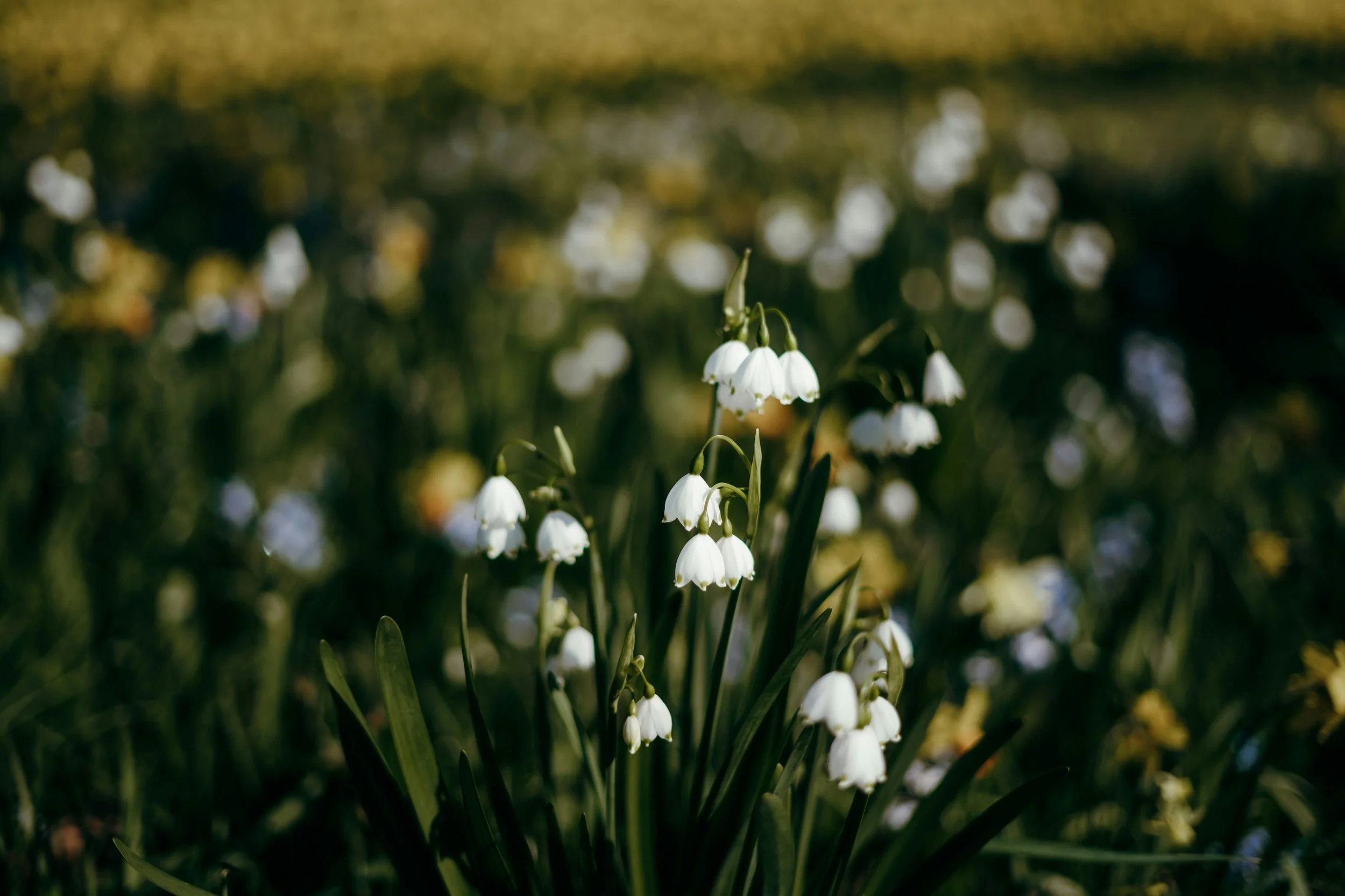 Pastor’s Corner — April 12th, 2026