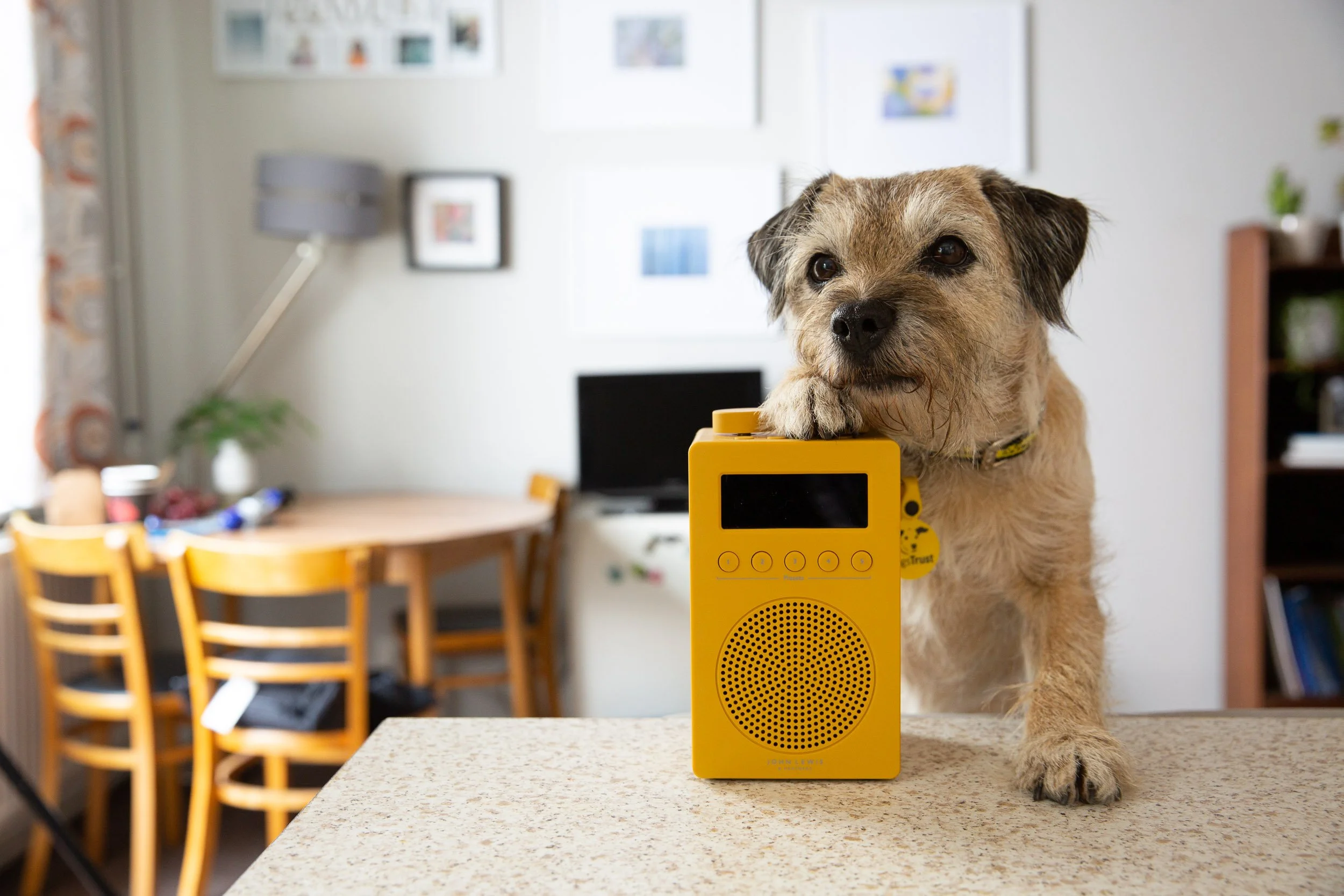 19021_DogsTrust_Small_-54.jpg