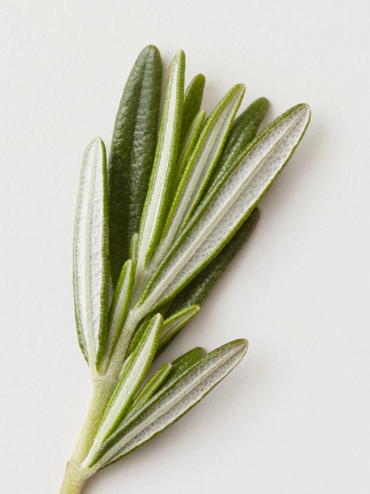 AG-Care-REMEDY-Apple-Cider-Leave-On-Mist_Rosemary_Ingredients.jpeg