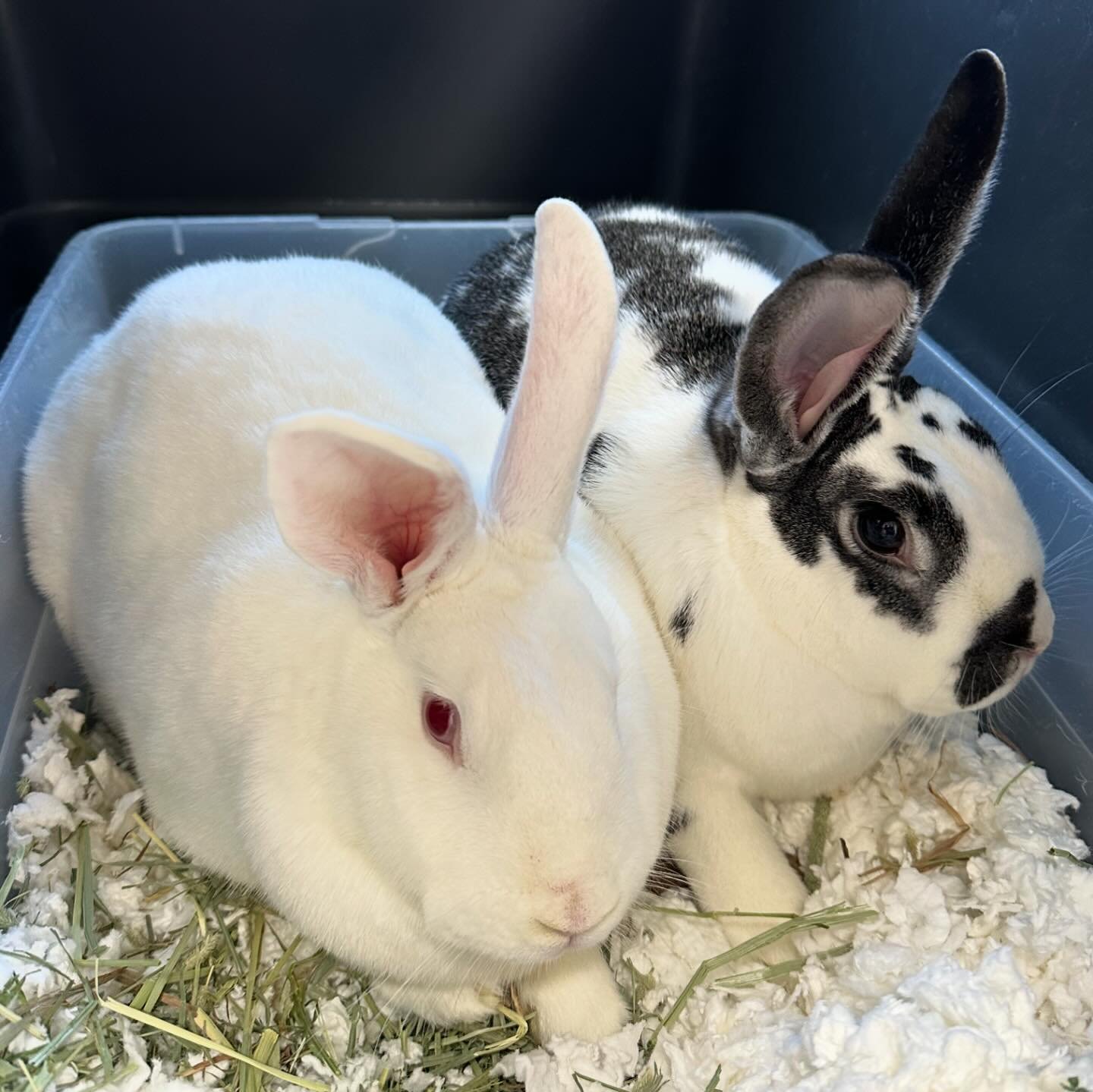 Say hello to some of our wonderful patients from the last week 👋 We love taking care of many different species of wild animals and exotic pets! Don&rsquo;t hesitate to reach out through our website or Instagram to learn more about our services! #exo