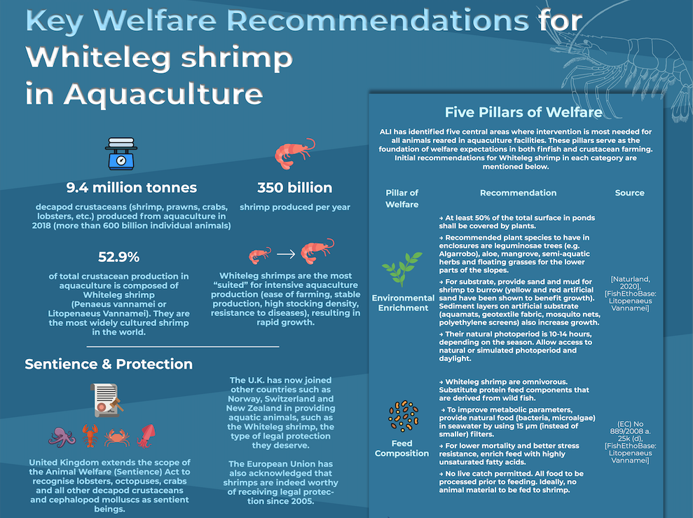 Key Welfare Recommendations for Whiteleg Shrimp in Aquaculture
