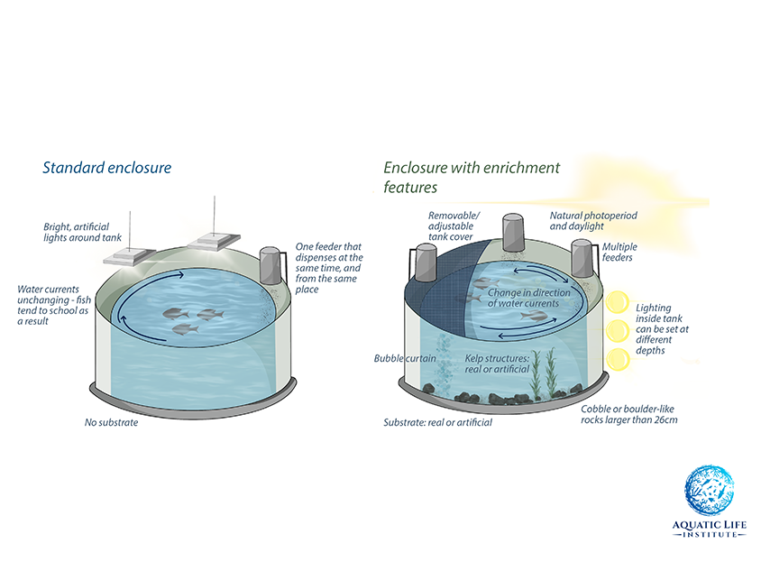 Environmental Enrichment in Aquaculture Diagram