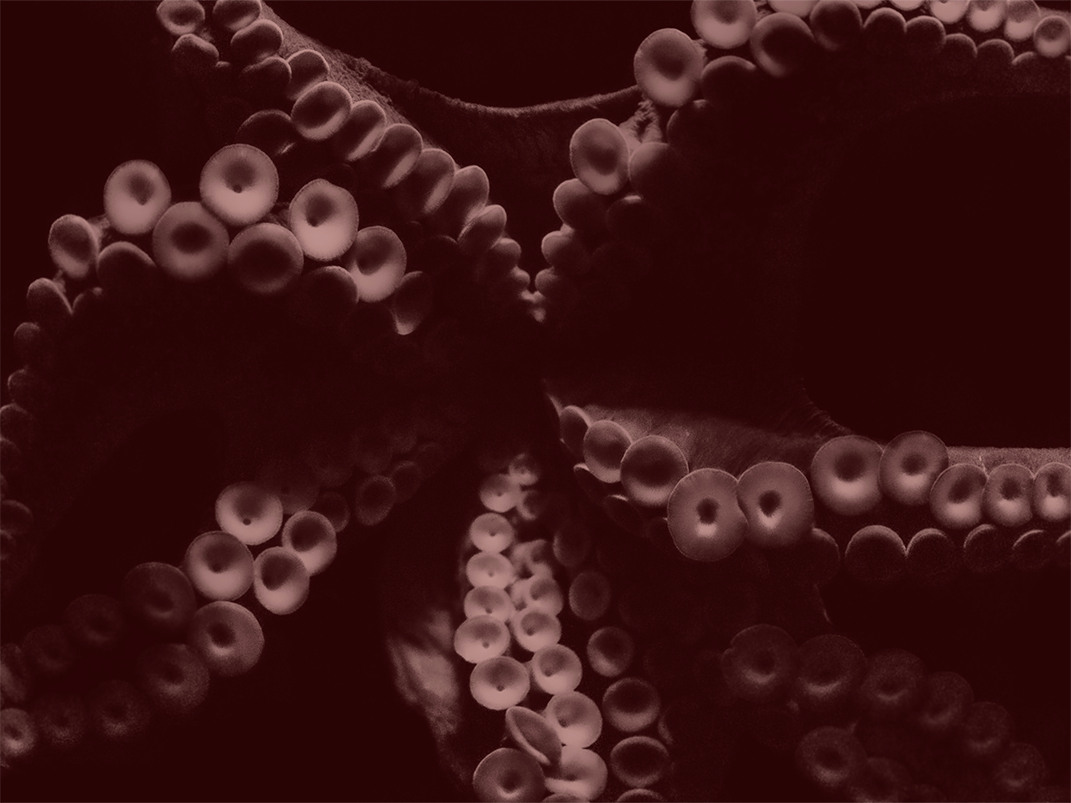 Octopus Farming Ban Campaign