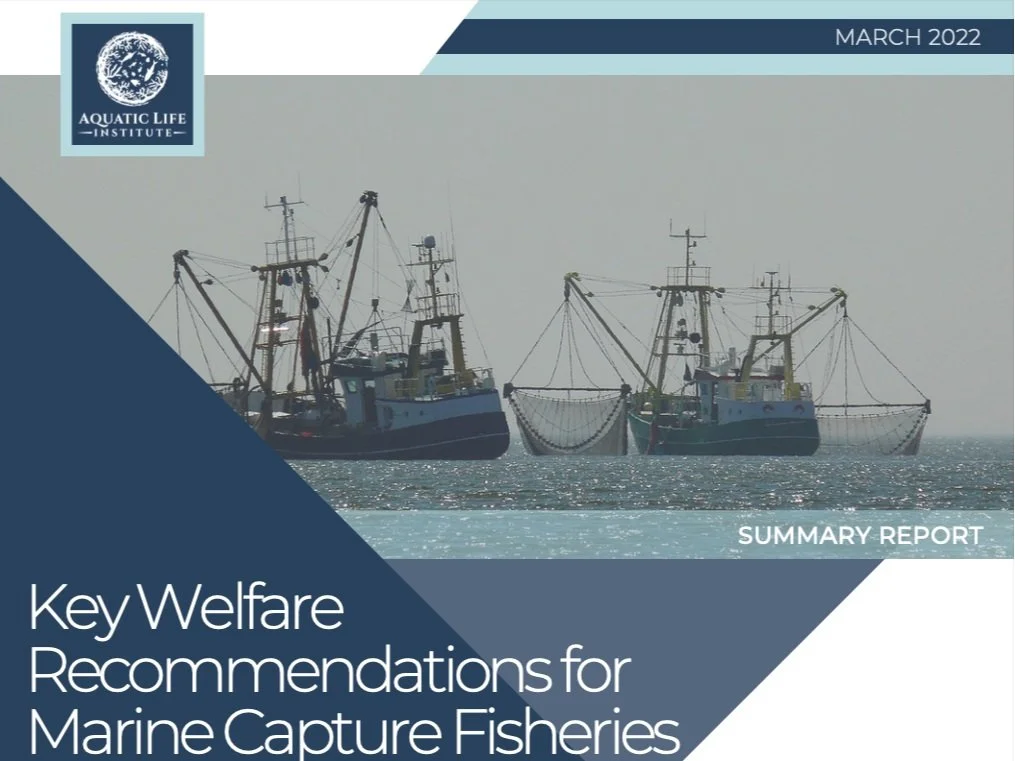 Key Welfare Recommendations for Marine Capture Fisheries