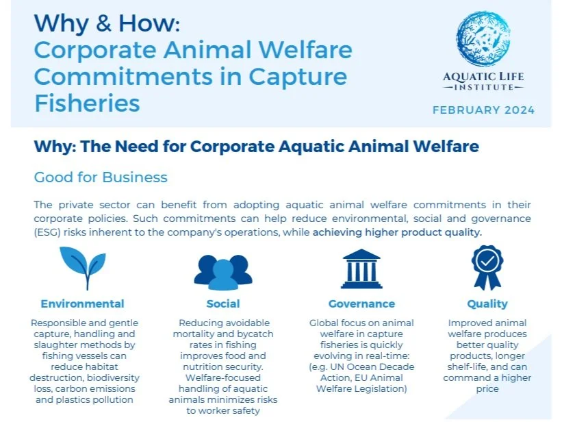 Corporate Sector Brief: Why &amp; How: Corporate Animal Welfare Commitments in Capture Fisheries