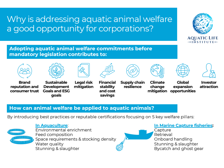 Corporate sector brief: Why is addressing aquatic animal welfare a good opportunity for corporations?