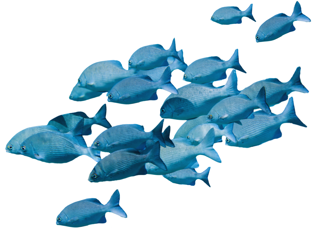 Aquatic Life Institute