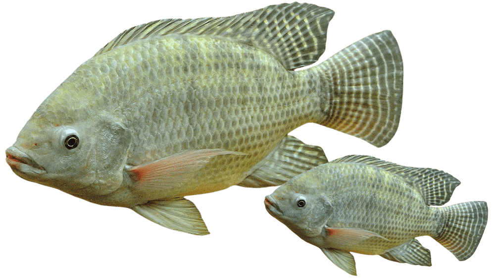 Aquatic Life Institute