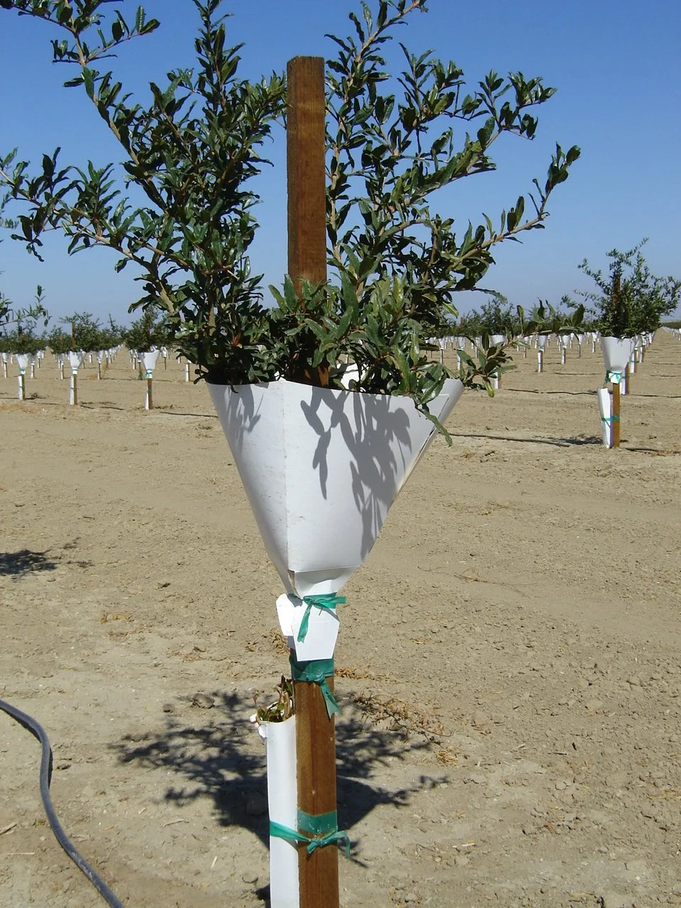 Tree Stakes — Meridian Wood Products