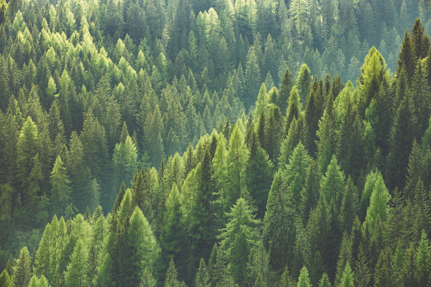 Lessons I learned from nature
