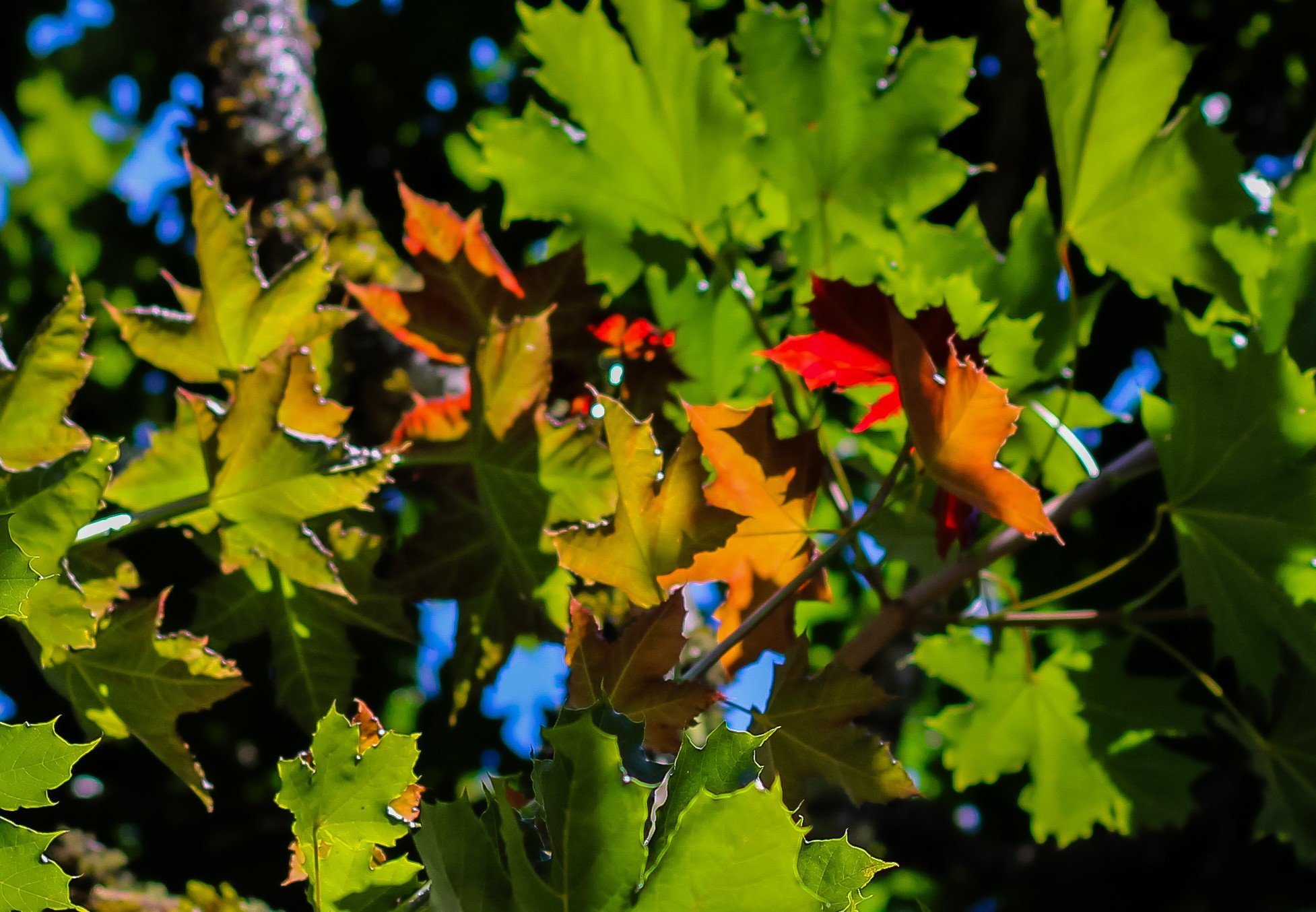IMG_0922 - Copy.jpg