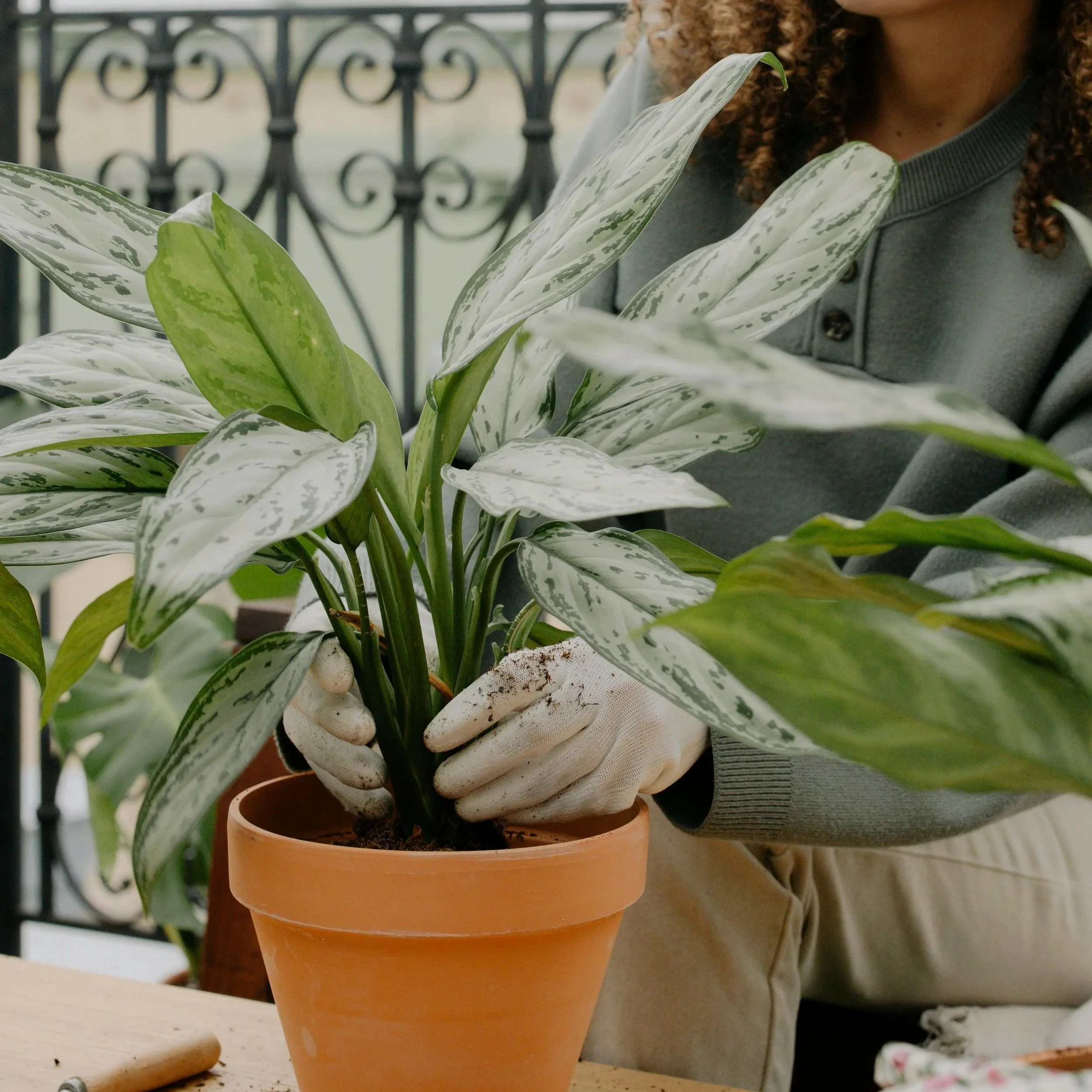 Figure arranges stems of potted plant.  Understanding minds provides comprehensive neuropsychological evaluations. This includes IQ testing, academic testing, psychoeducational assessment, executive functioning assessment, neurodevelopmental evals.