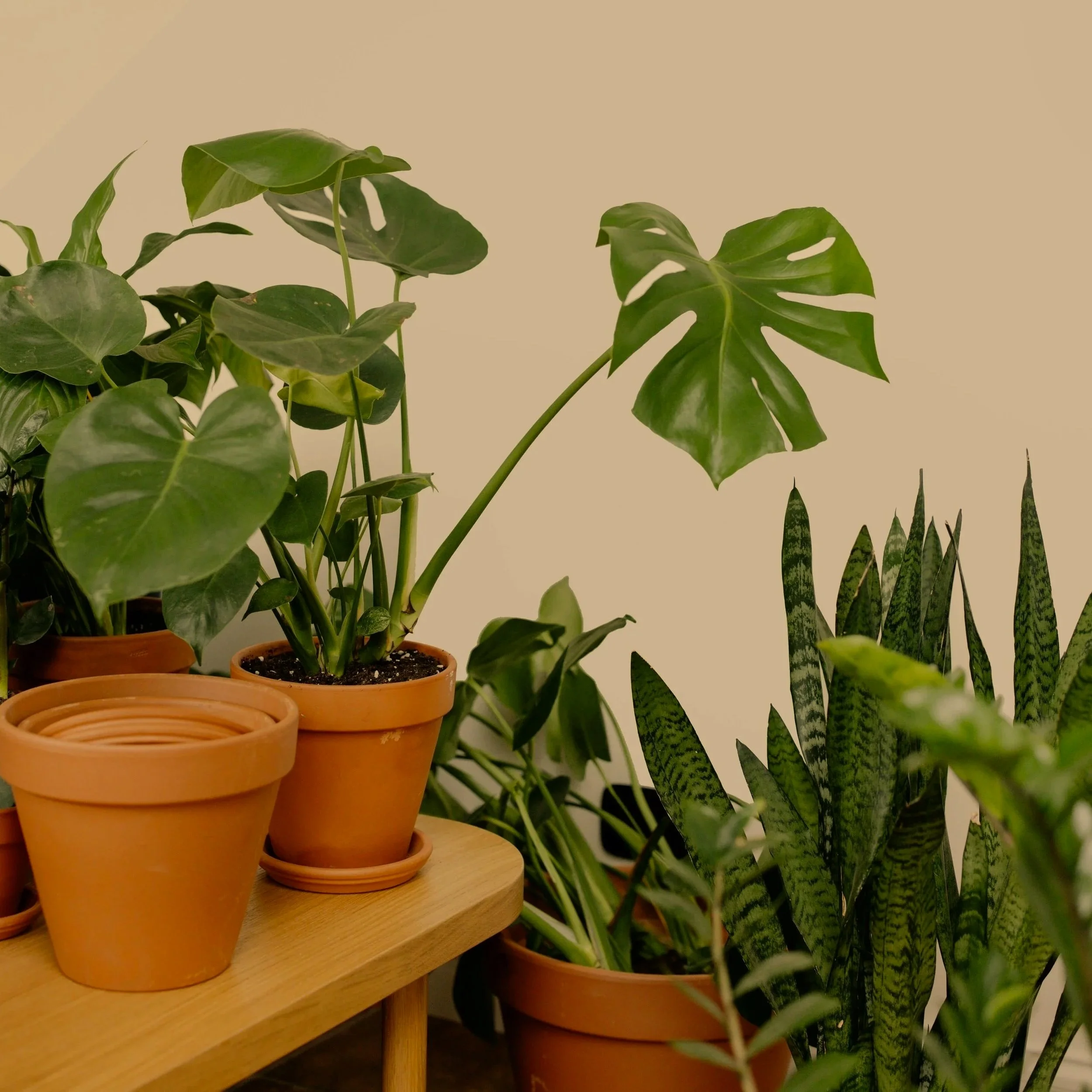 Image shows diversity in foliage. Understanding Minds explores neurodiversity and provides neuropsychological evaluations for kids, teens, and young adults who need testing to inform educational and treatment planning.