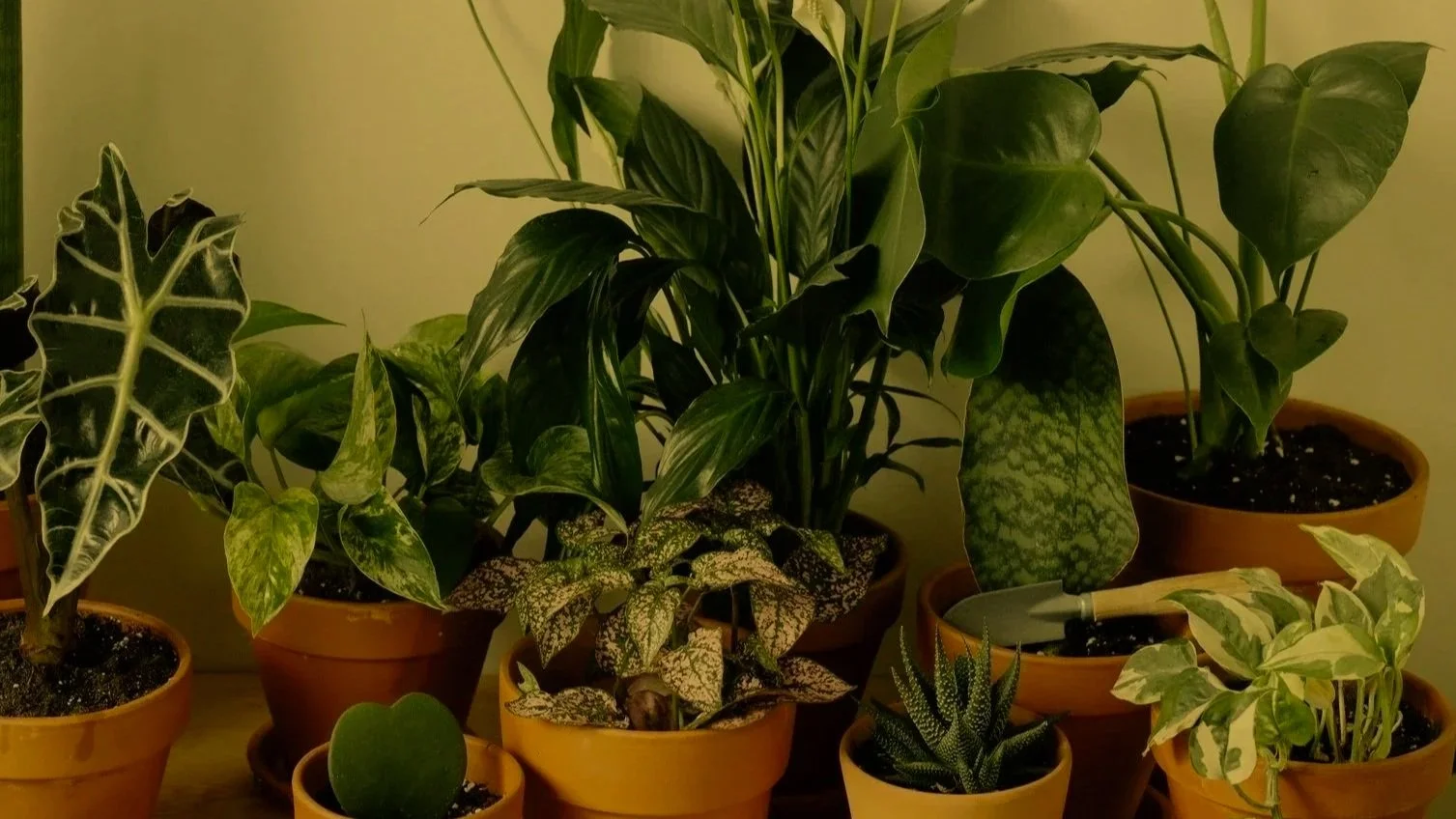 The diversity of foliage in the images serves as a visual analogy representing the incredible variability in the ways in which our brains work (neurodiversity).