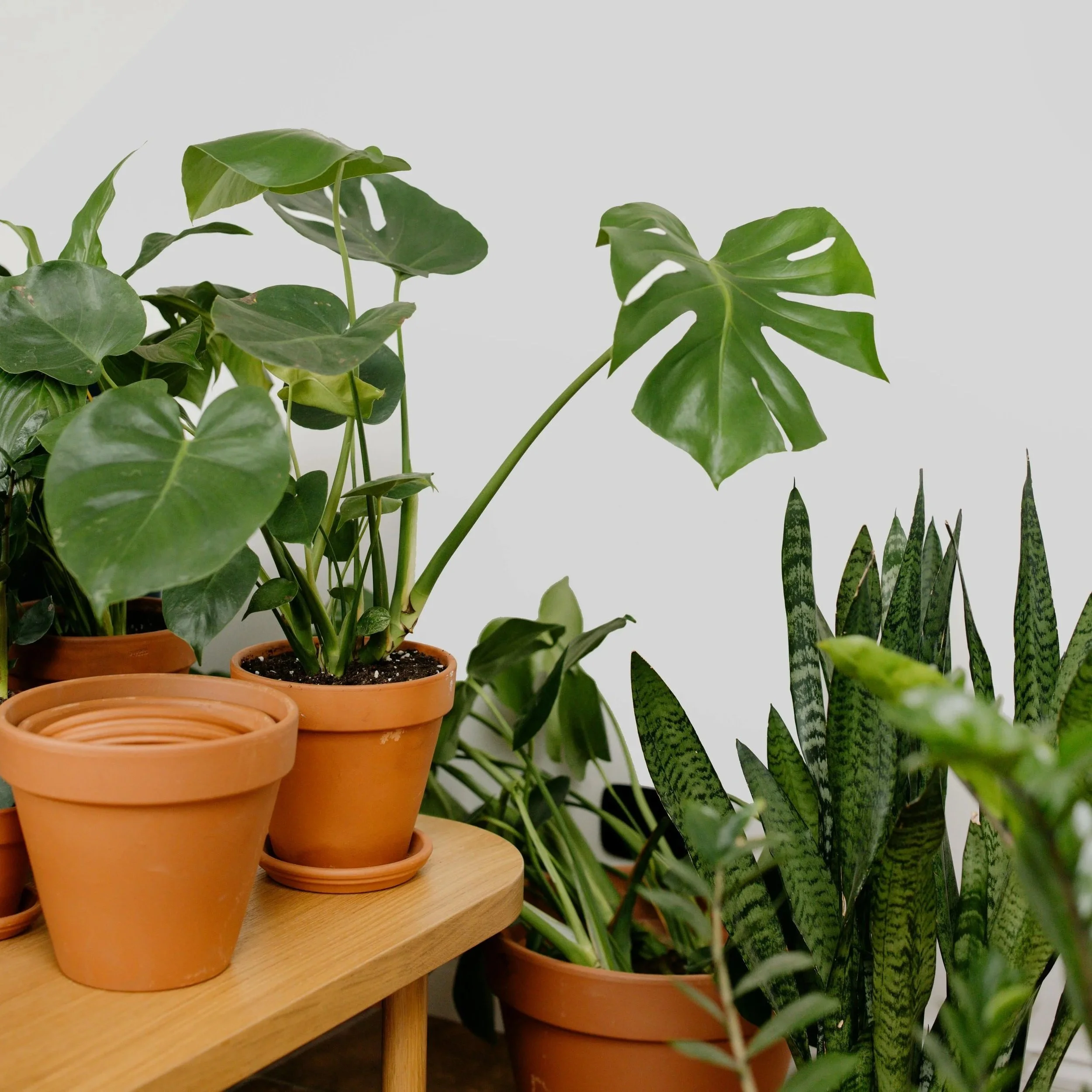 Image shows variety of potted plants. Understanding Minds provides neuropsychological assessment, neuropsych testing, neuropsych evaluation, neuropsych evals, ADHD testing, autism testing, diagnostic evaluation.