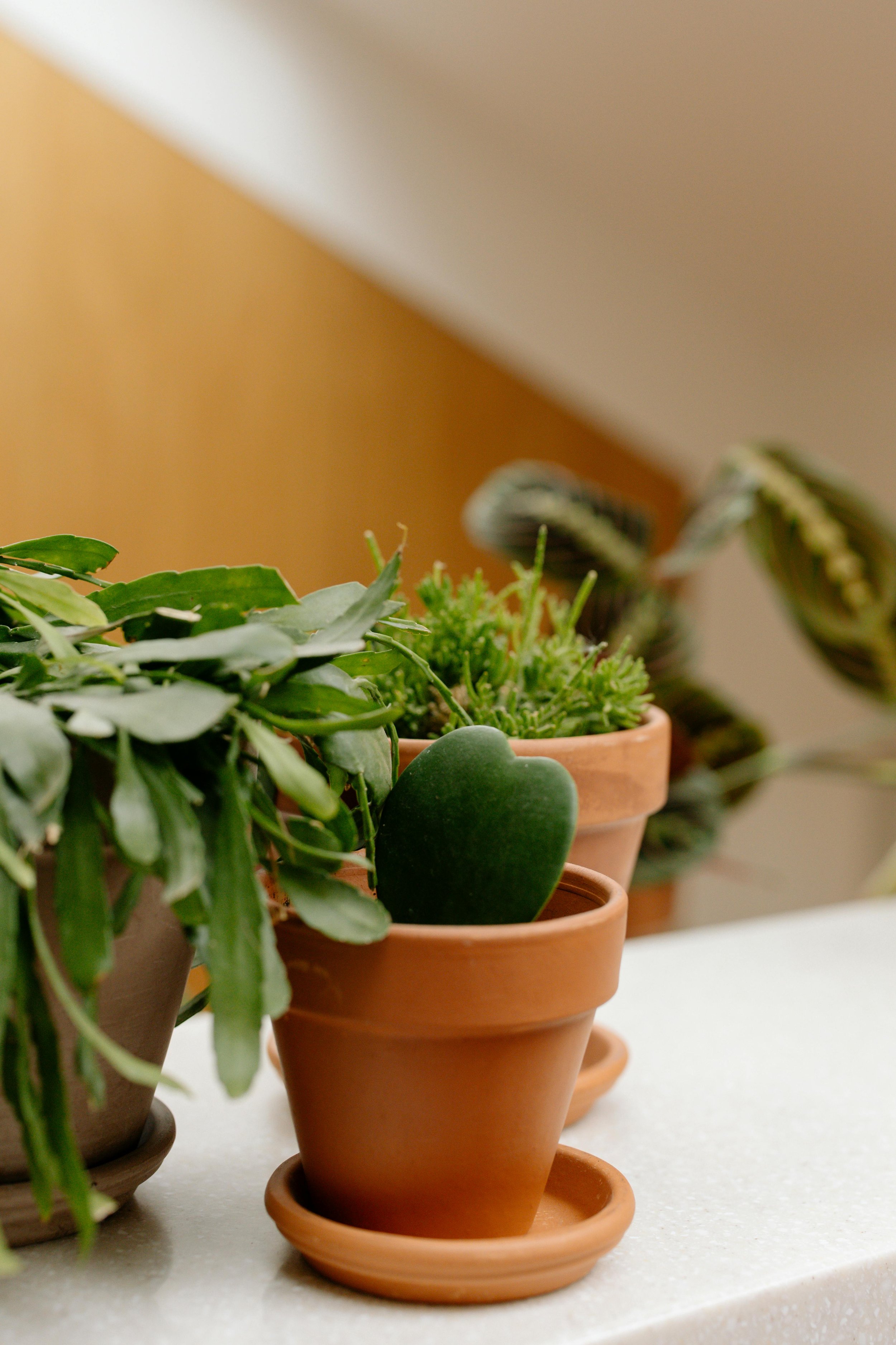 Image shows some plants in focus and others blurred in the background.  Understanding Minds conducts neuropsych evals to help bring young people's strengths into focus as they navigate challenges in learning, mental health, and development.