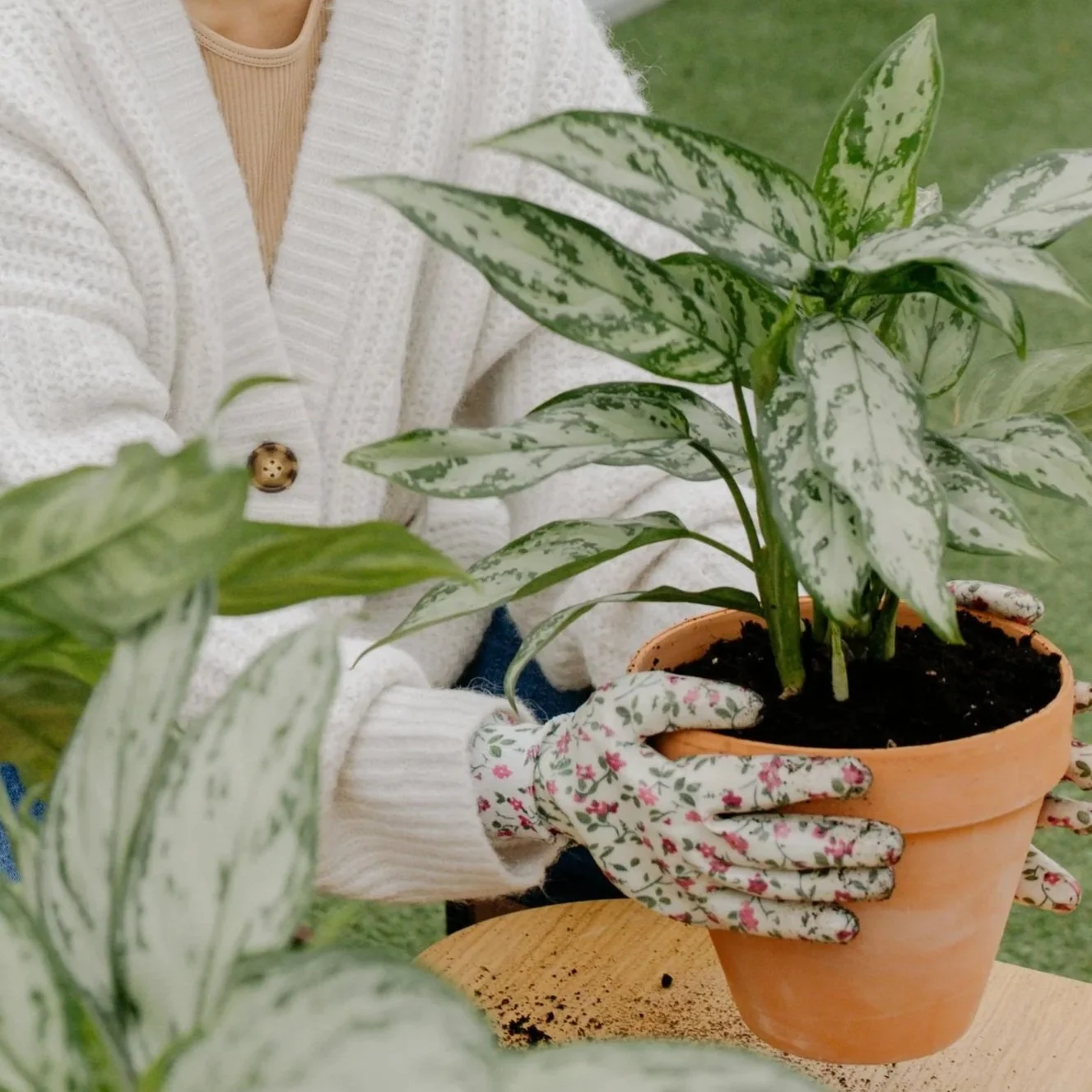 A person cares for a potted plant whose leaves are variegated with light and dark green. Understanding Minds provides neuropsychological testing to inform educational & treatment planning for kids with anxiety, ADHD, autism, learning differences.