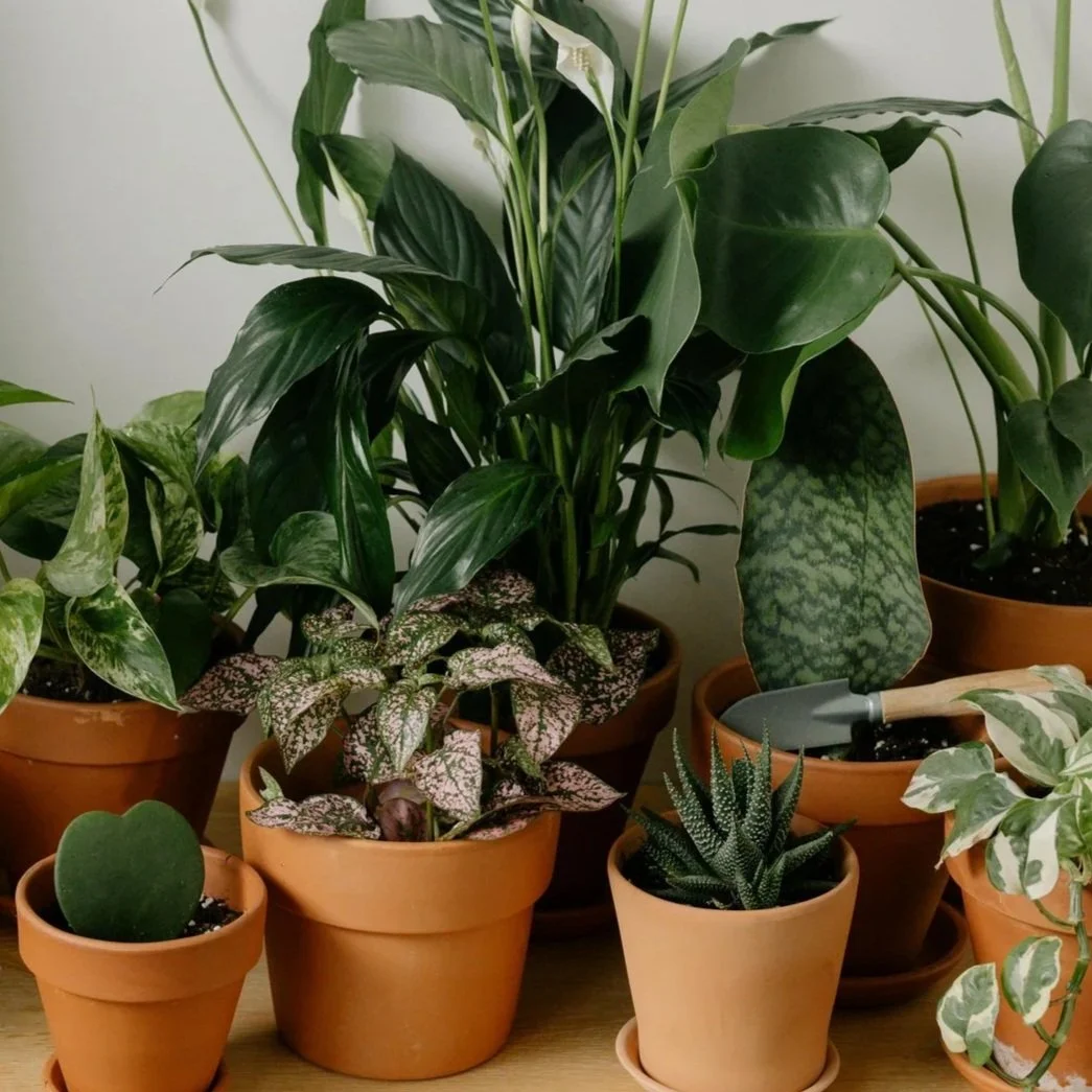 Image shows a collection of potted plants with beautiful diversity in color, foliage, and size.  Understanding Minds is a neurodiversity-affirming neuropsychology practice.