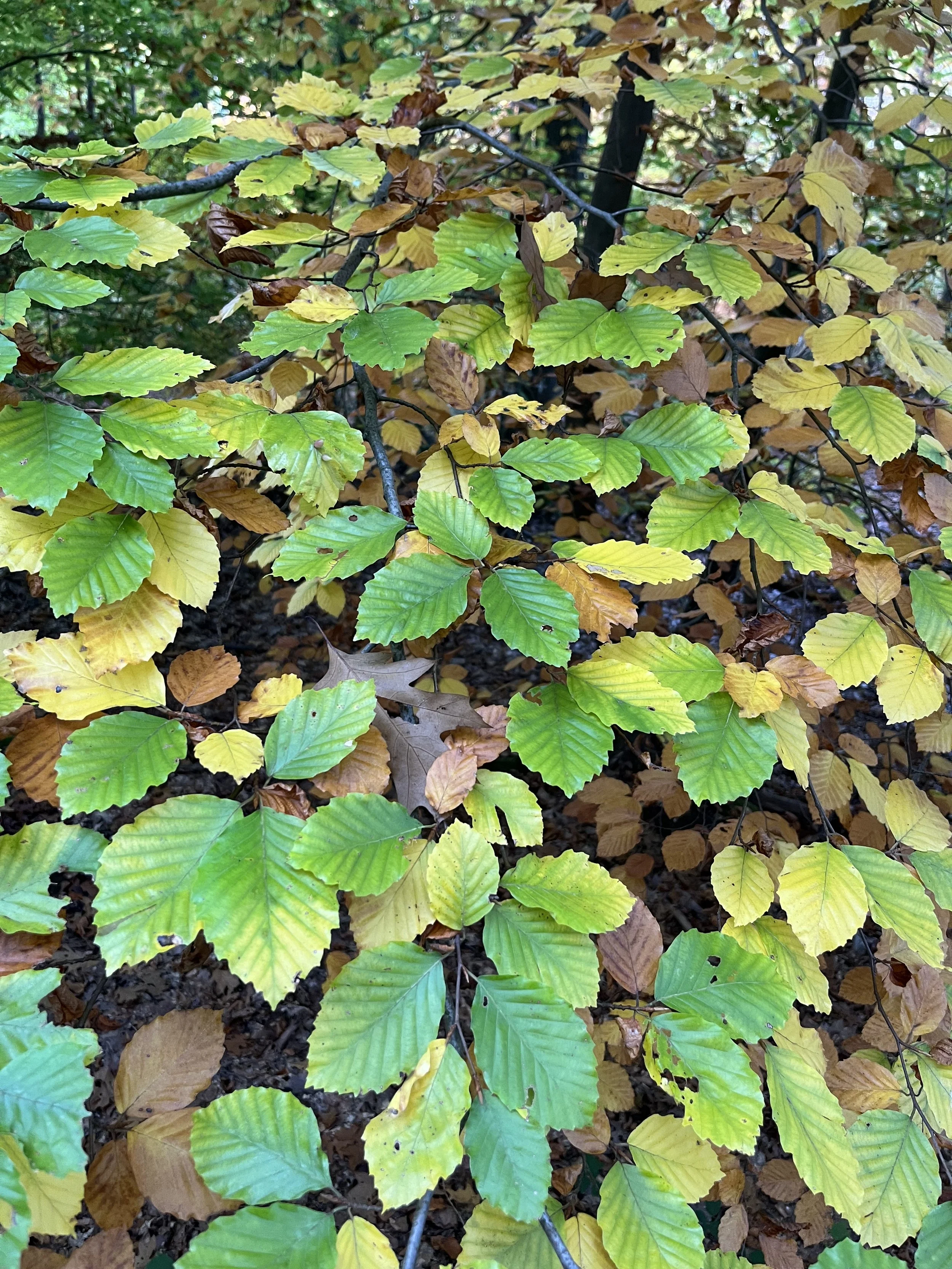 IMG_6297.jpeg