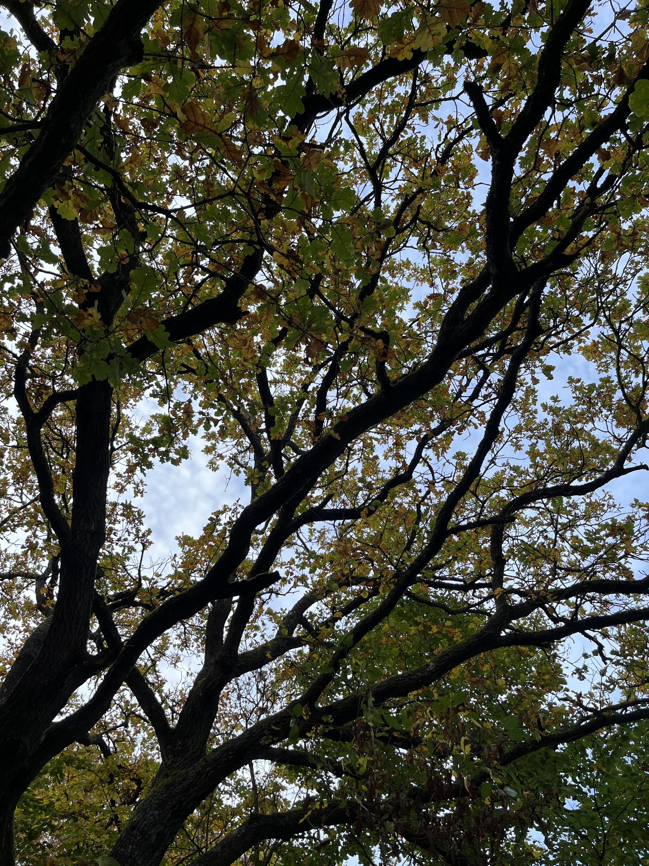 IMG_6299.jpeg