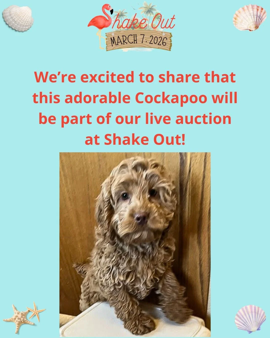We are happy to announce that this sweet little cock-a-poo will be included in our live auction at Shake Out! He is offered by Mueller's Woodville Kennels and was born on 12/18/25. He will be vet checked, up-to-date on shots, dewormed, dew claws remo