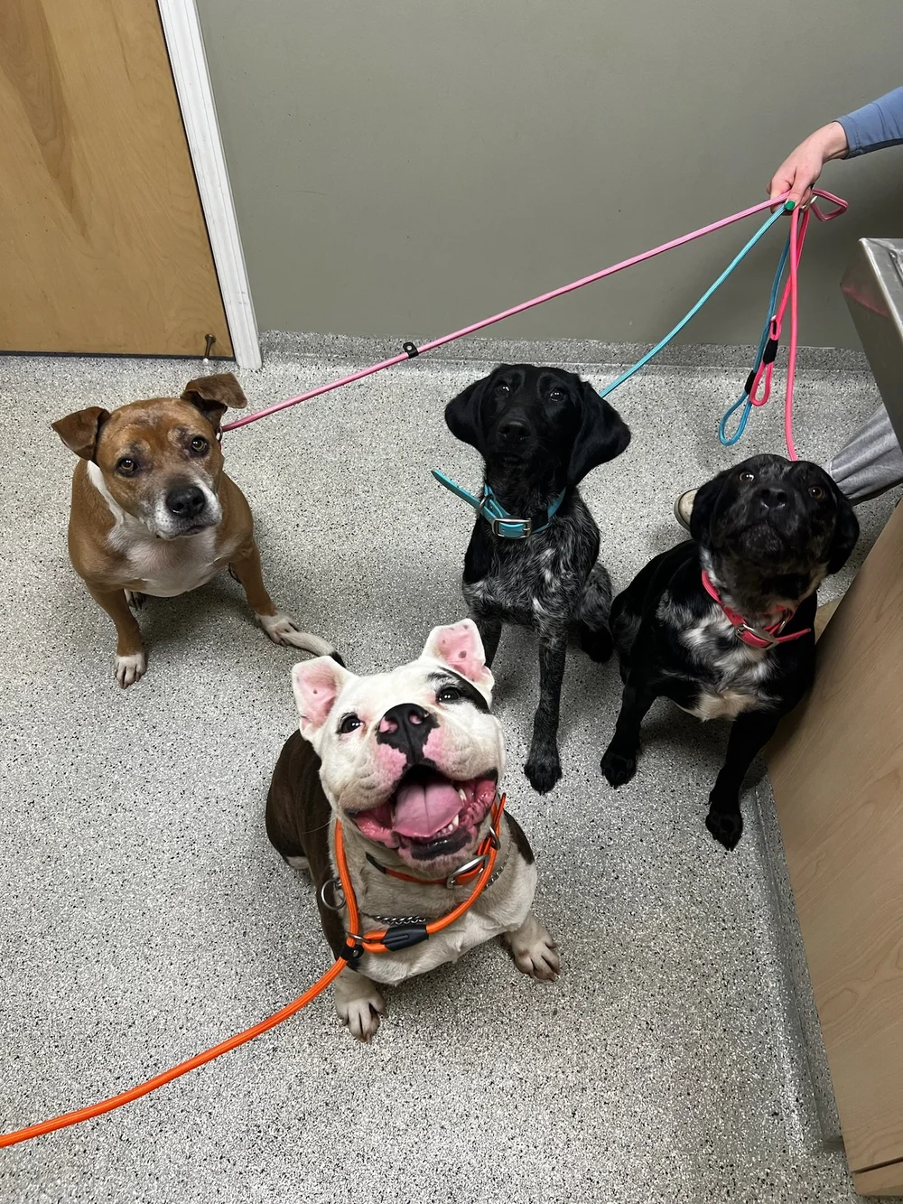 The Vet Depot