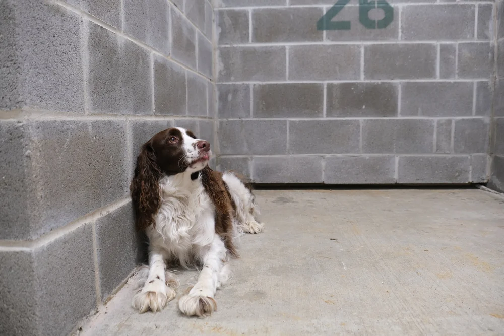 The Vet Depot