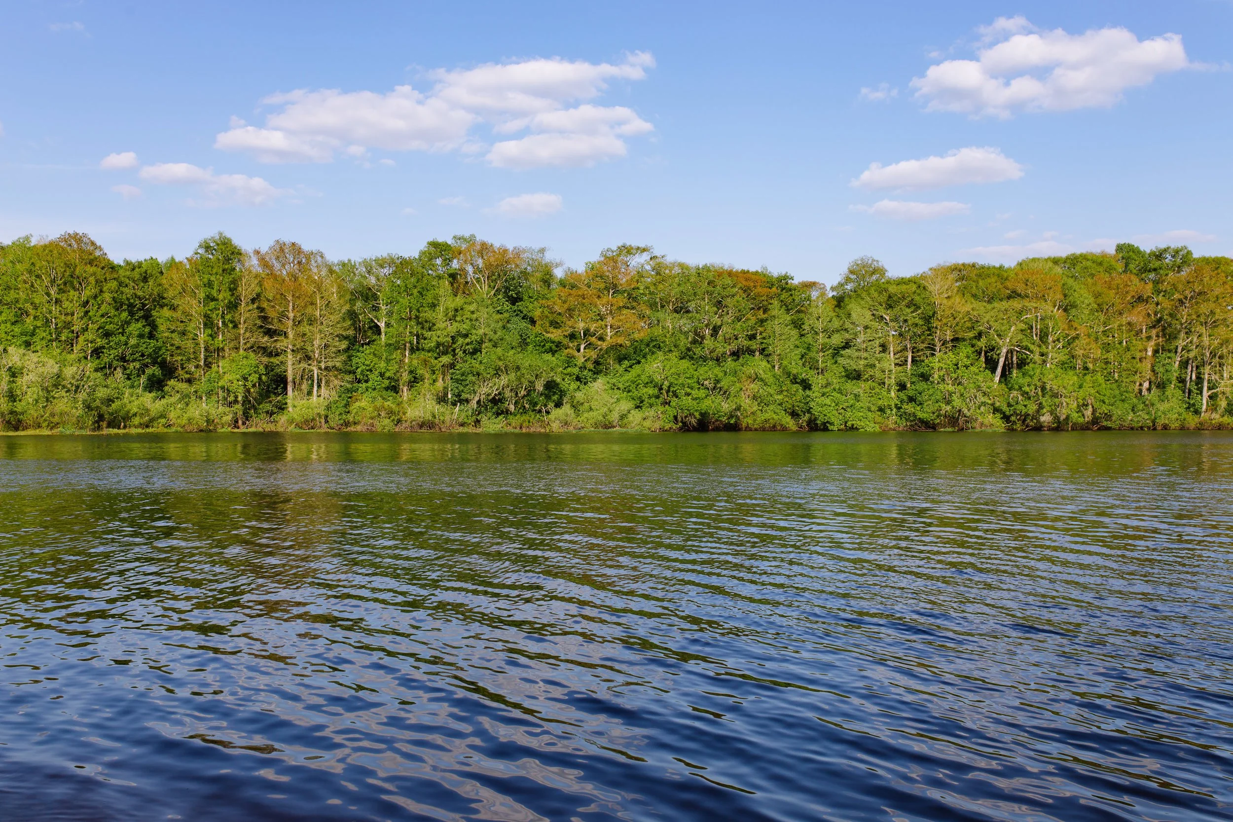 Ecofest: A Tide for a Cause Event at Tidal Brewing Co.
