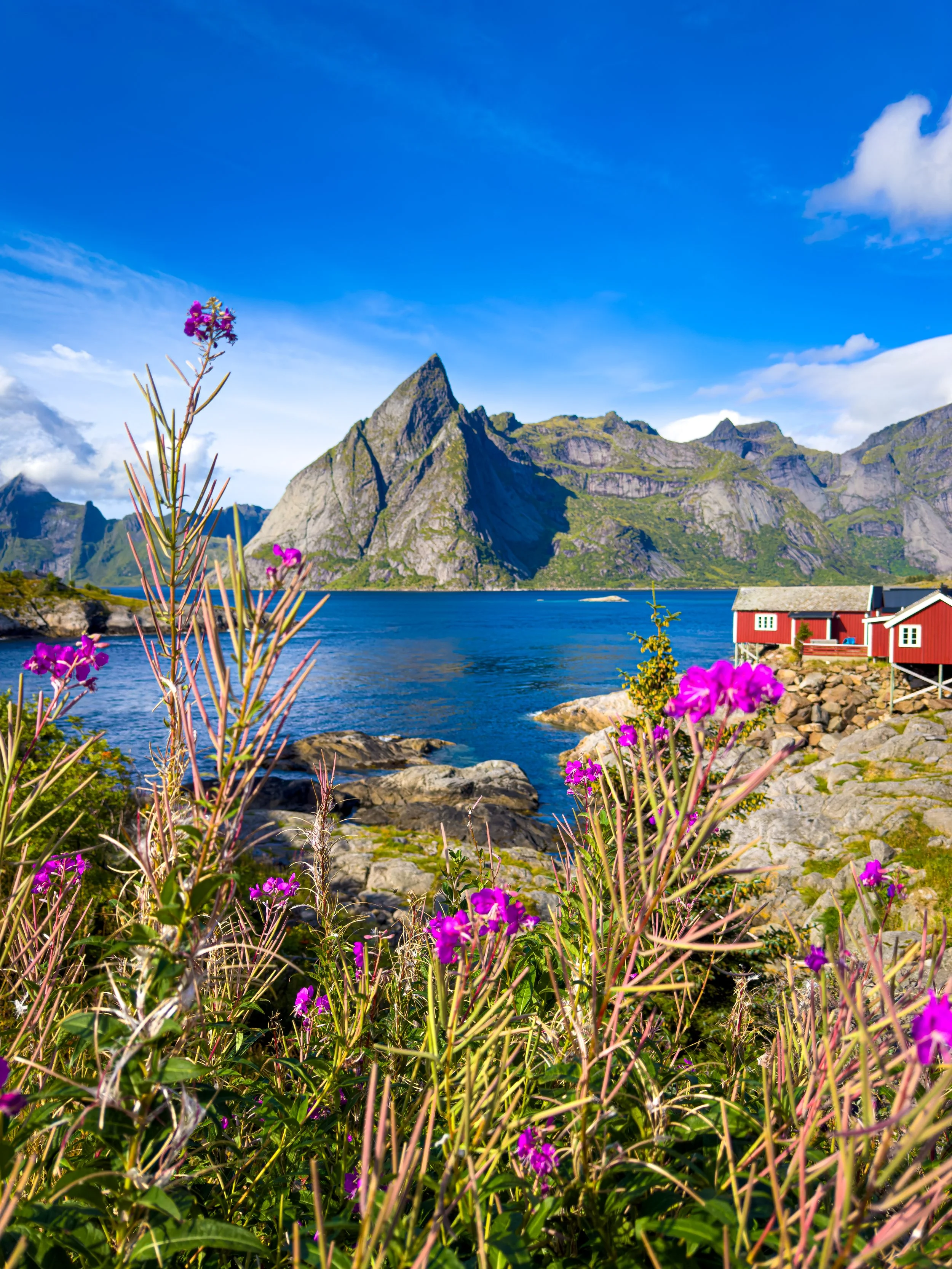 Flowers in the summer sun at Hamnøy viewpoint in Reine, Lofoten