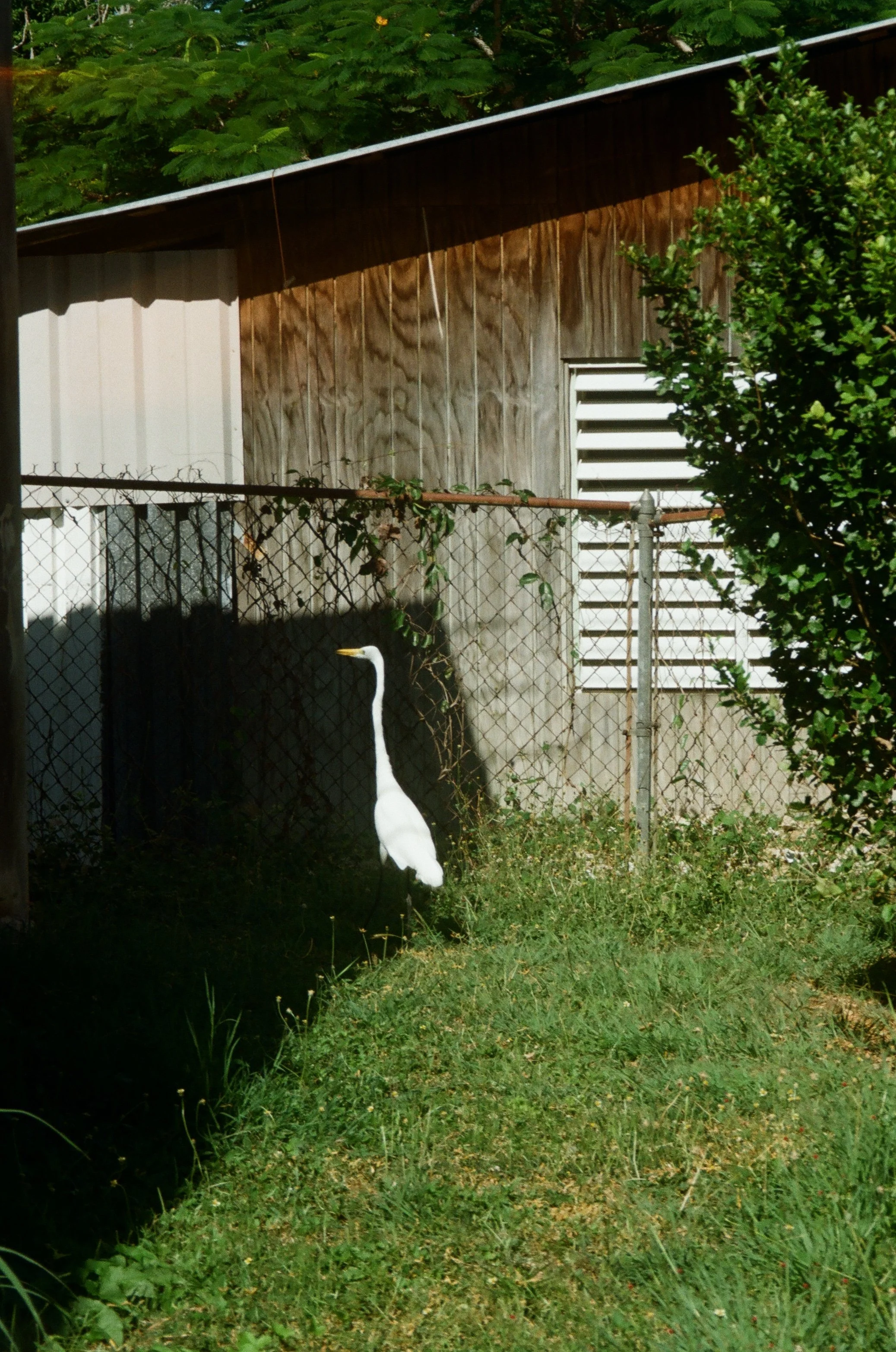 white bird, likely an egret, standing near a wooden building and a wire fence in a grassy area