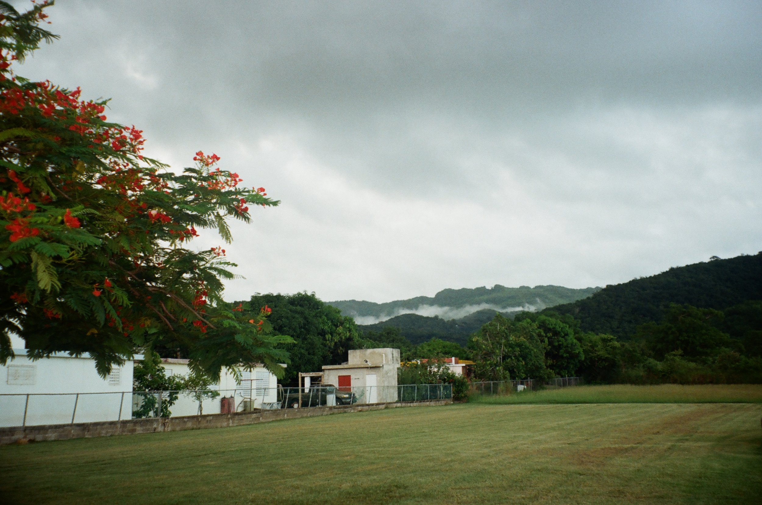 Scenic view of cloudy sky, hills with fog, grassy field, and a flowering tree with red blooms in foreground.