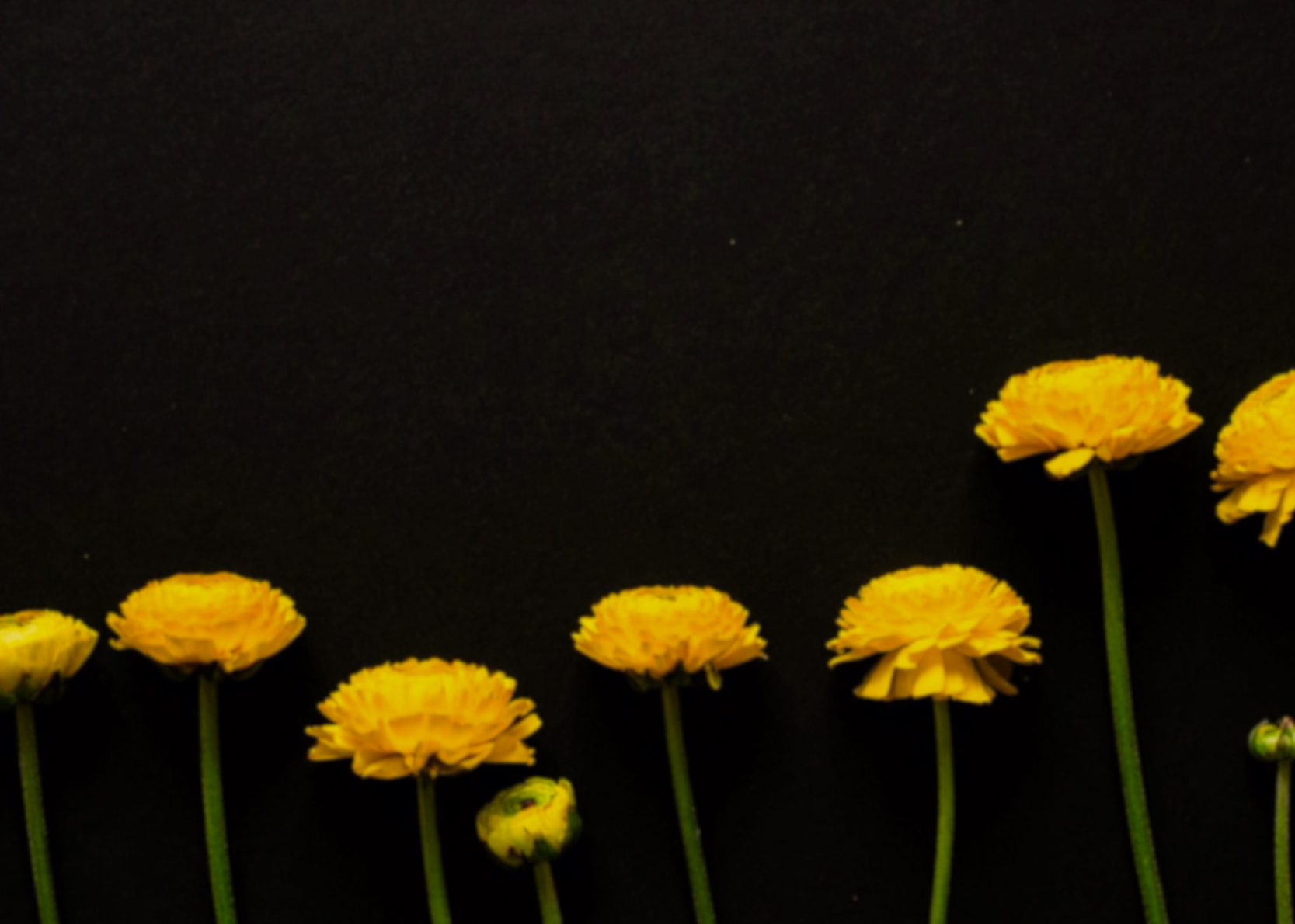 A row of yellow flowers with green stems on a black background.